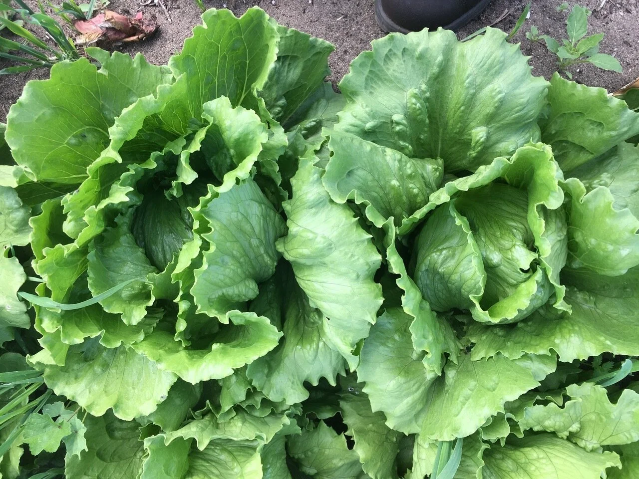 Lettuce 'Salinas 88' — Transition Farm