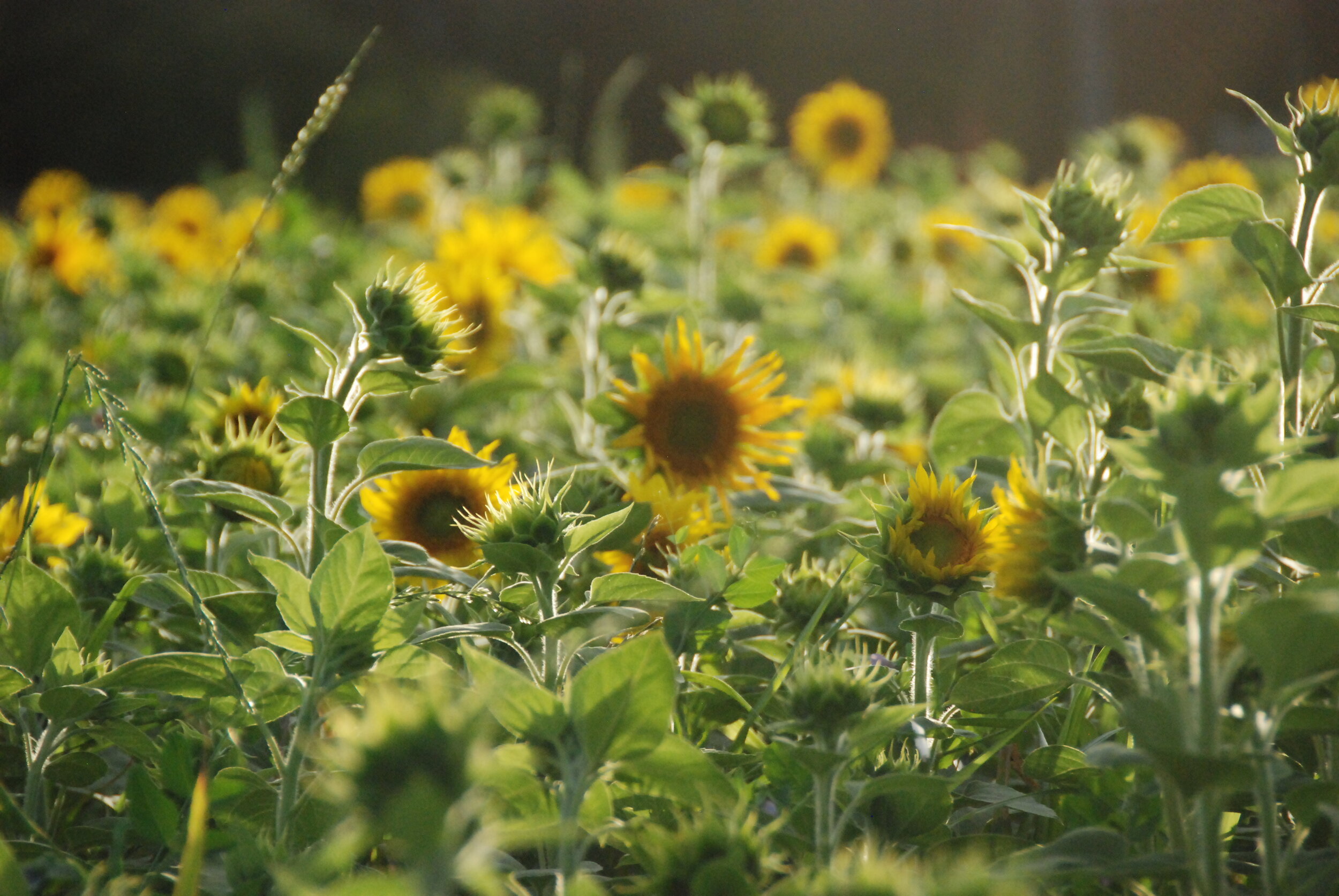 Sunflowers in Green Manure 