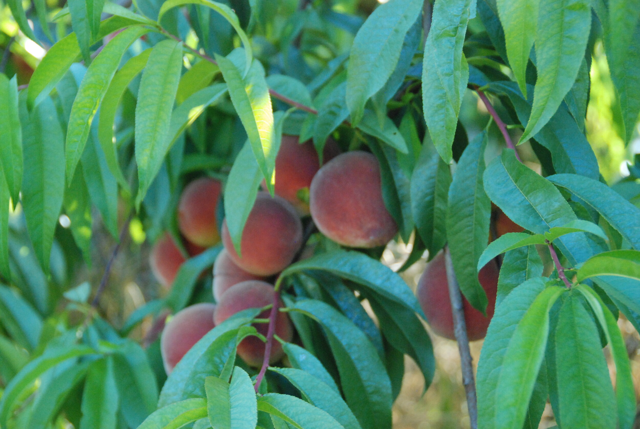 Peaches in Mandala Gardens