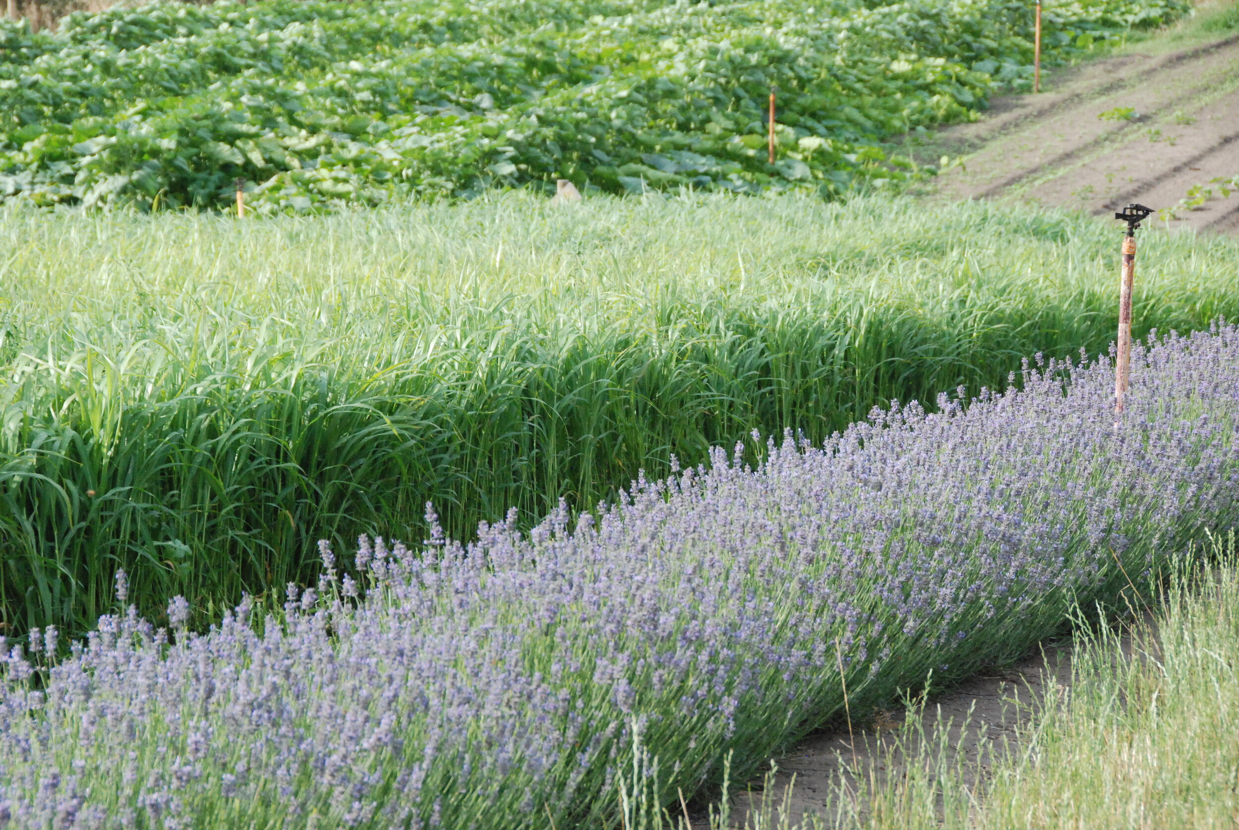Lavender and cover crops
