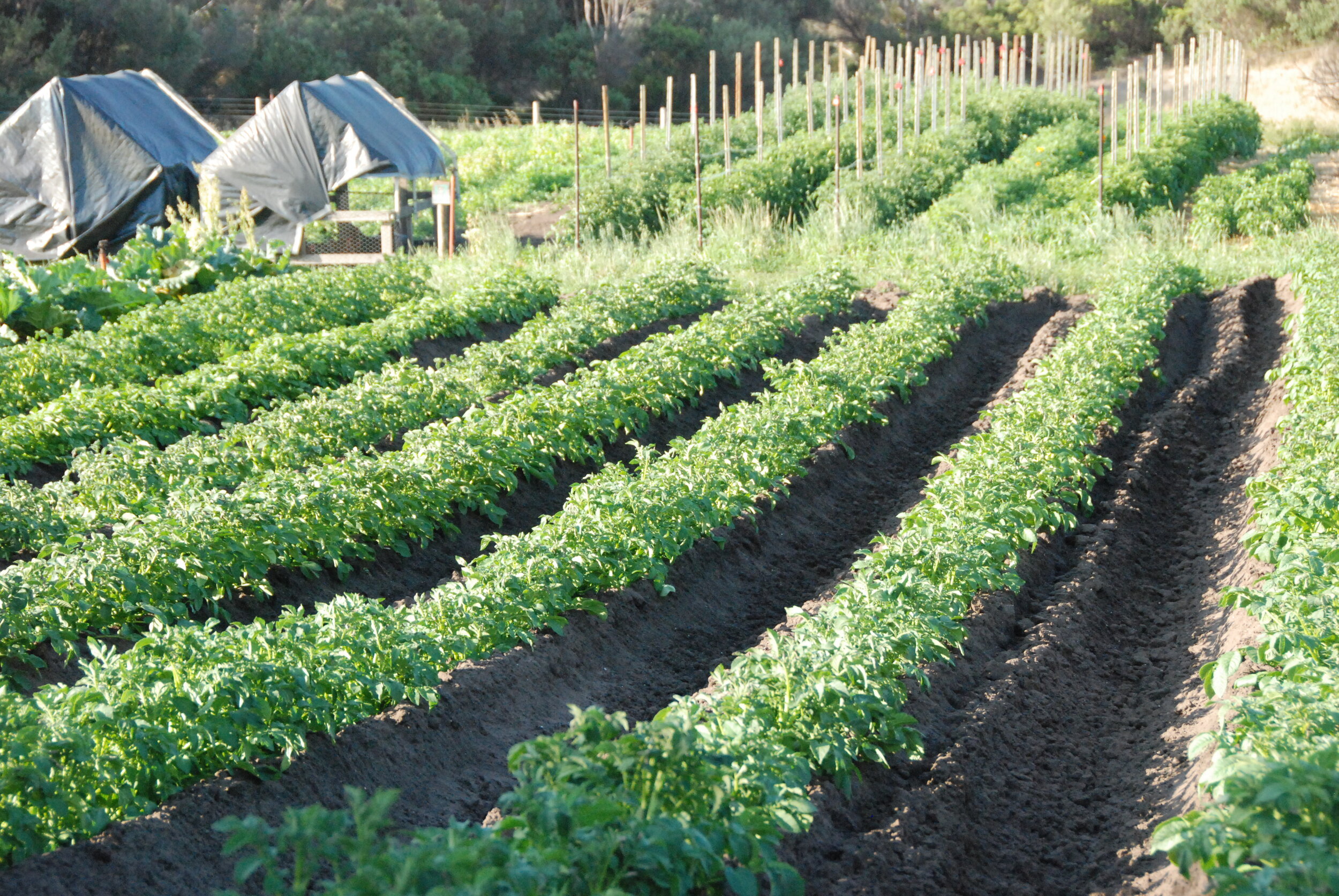 Potatoes and chicken tractors