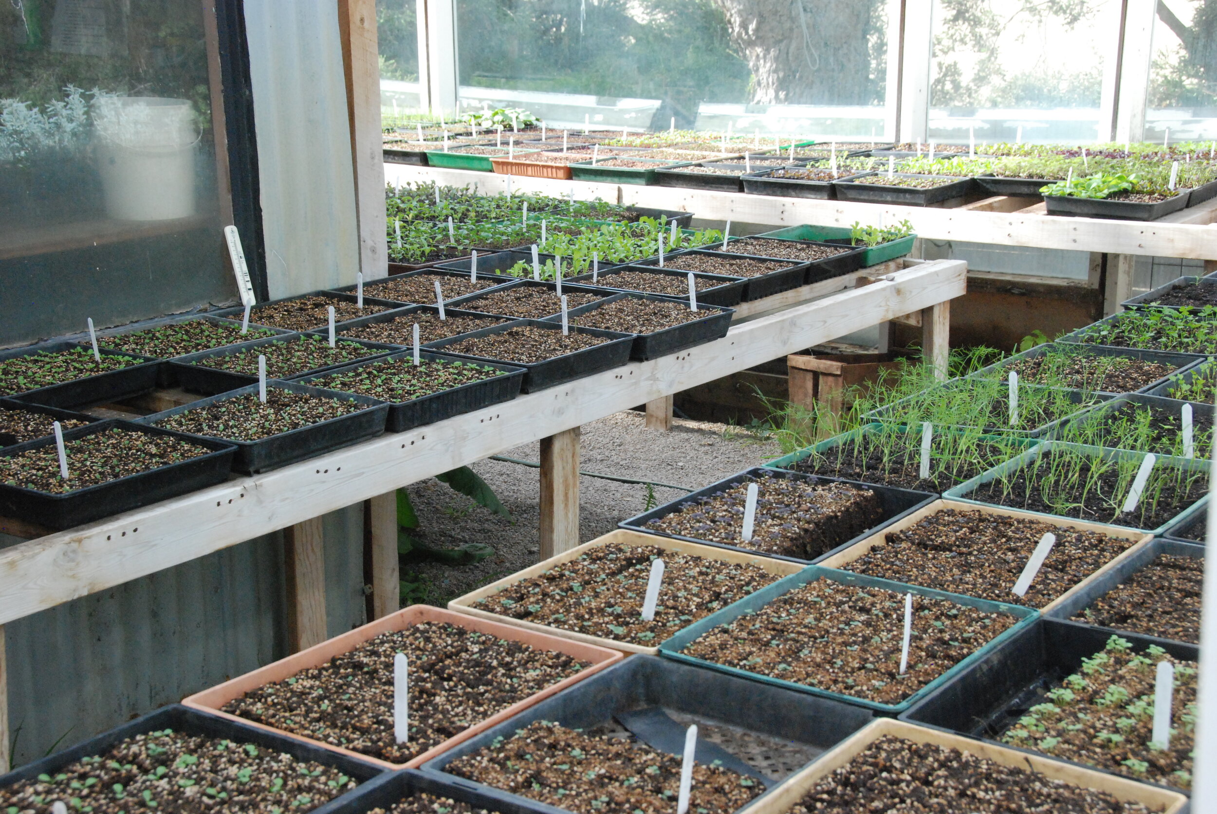 starting seedlings in glasshouse