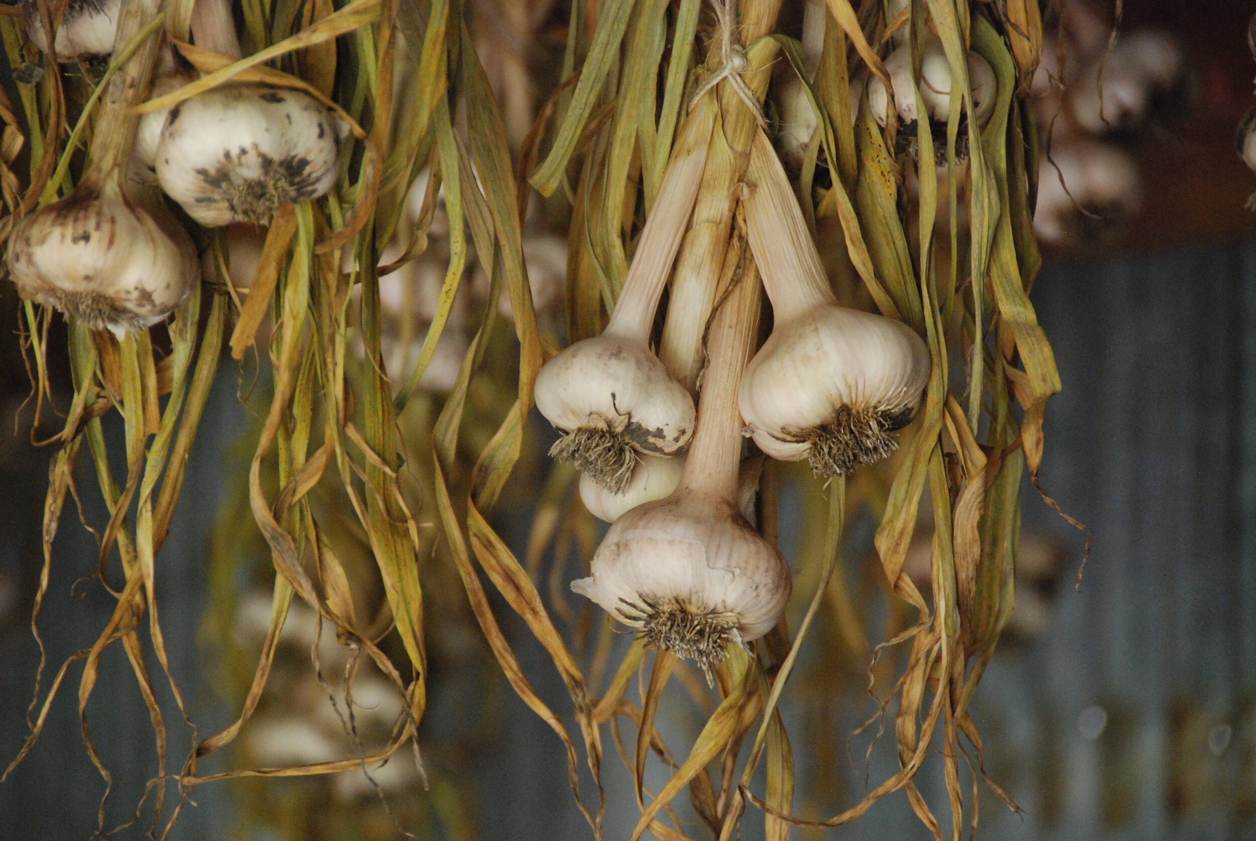 garlic hanging in shed