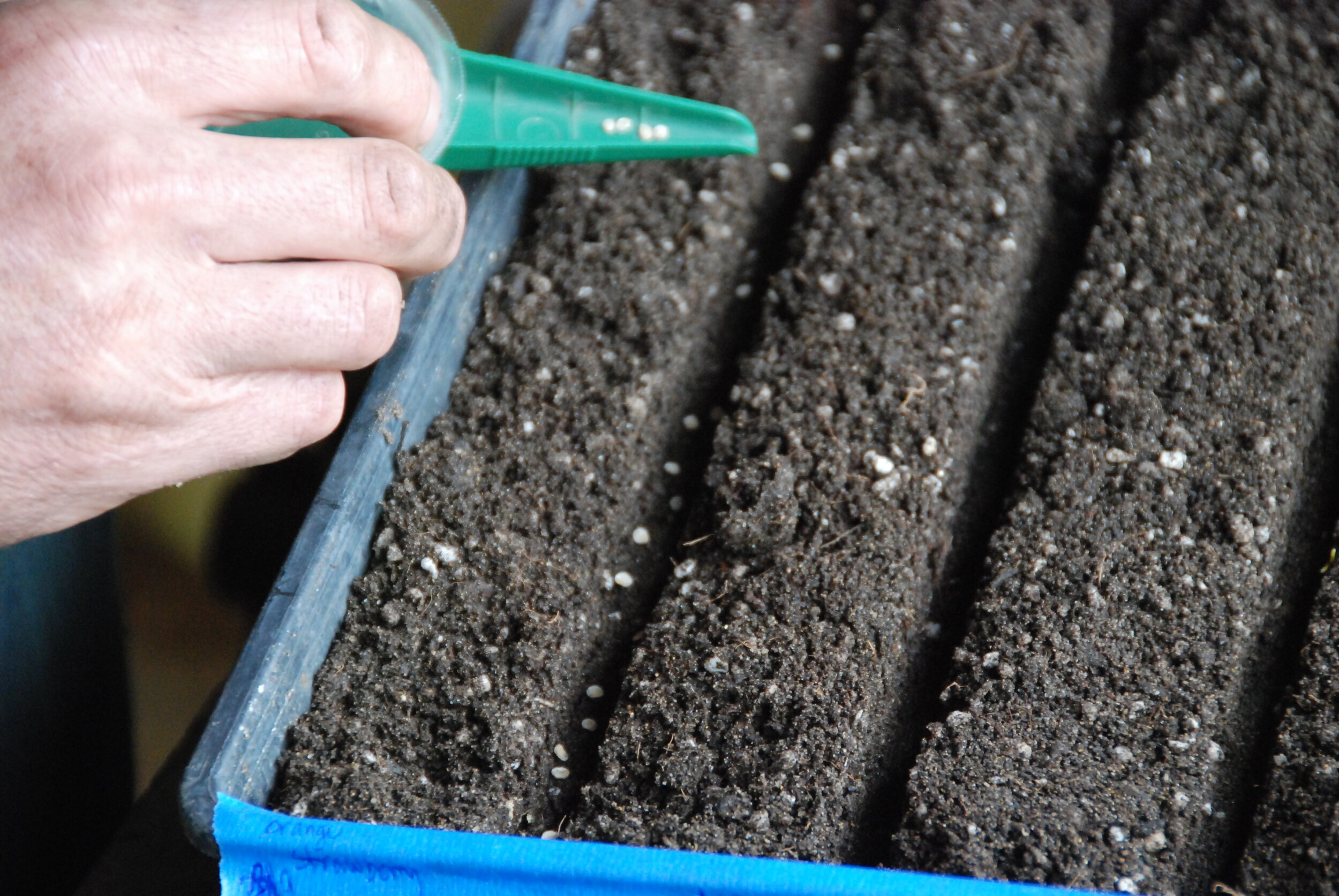 Seeding using hand seeder