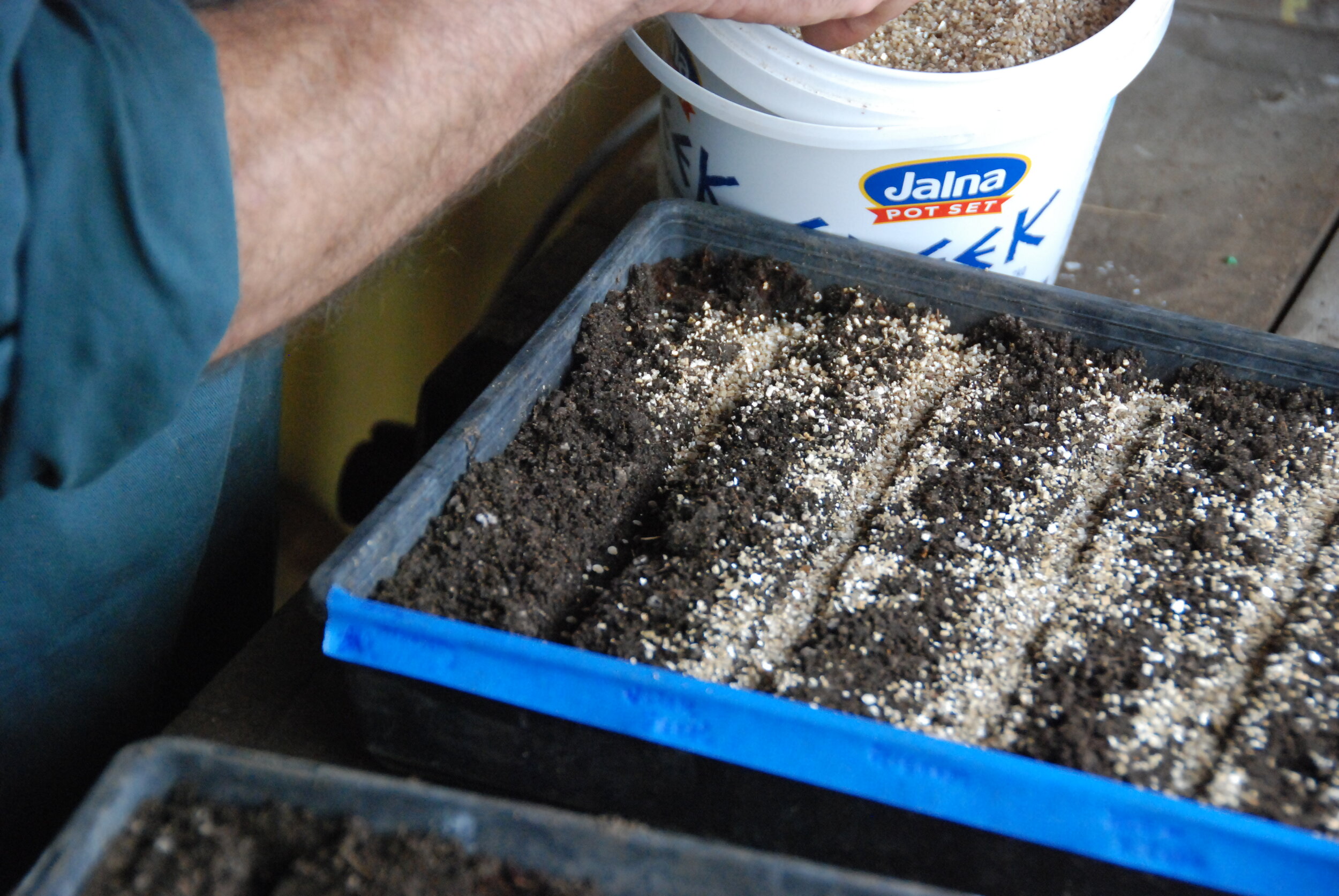 Covering seeds with Vermiculite