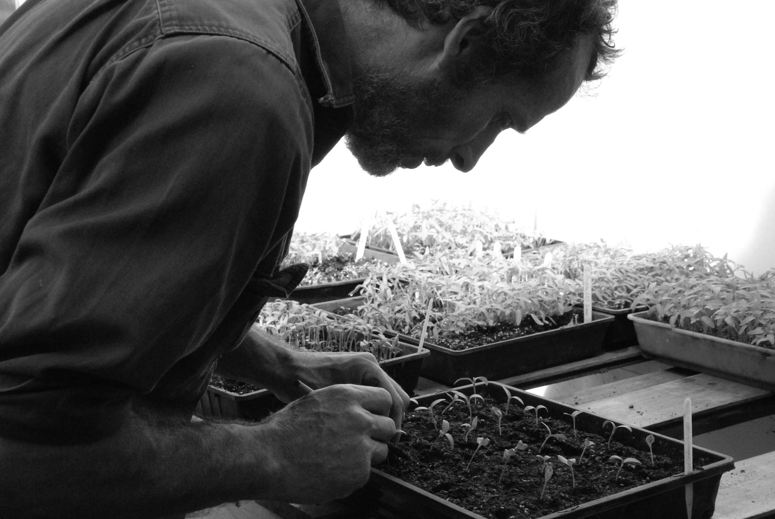 Peter potting up Tomato starts