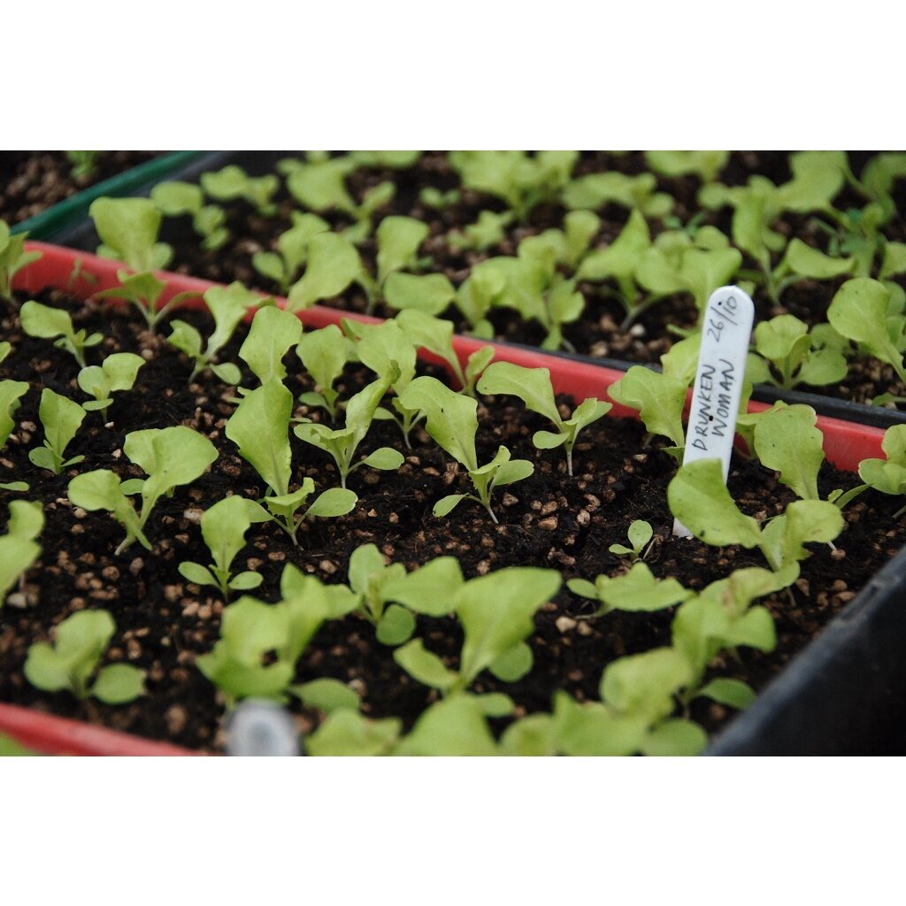 Lettuce seed germinated in Soil Blocks