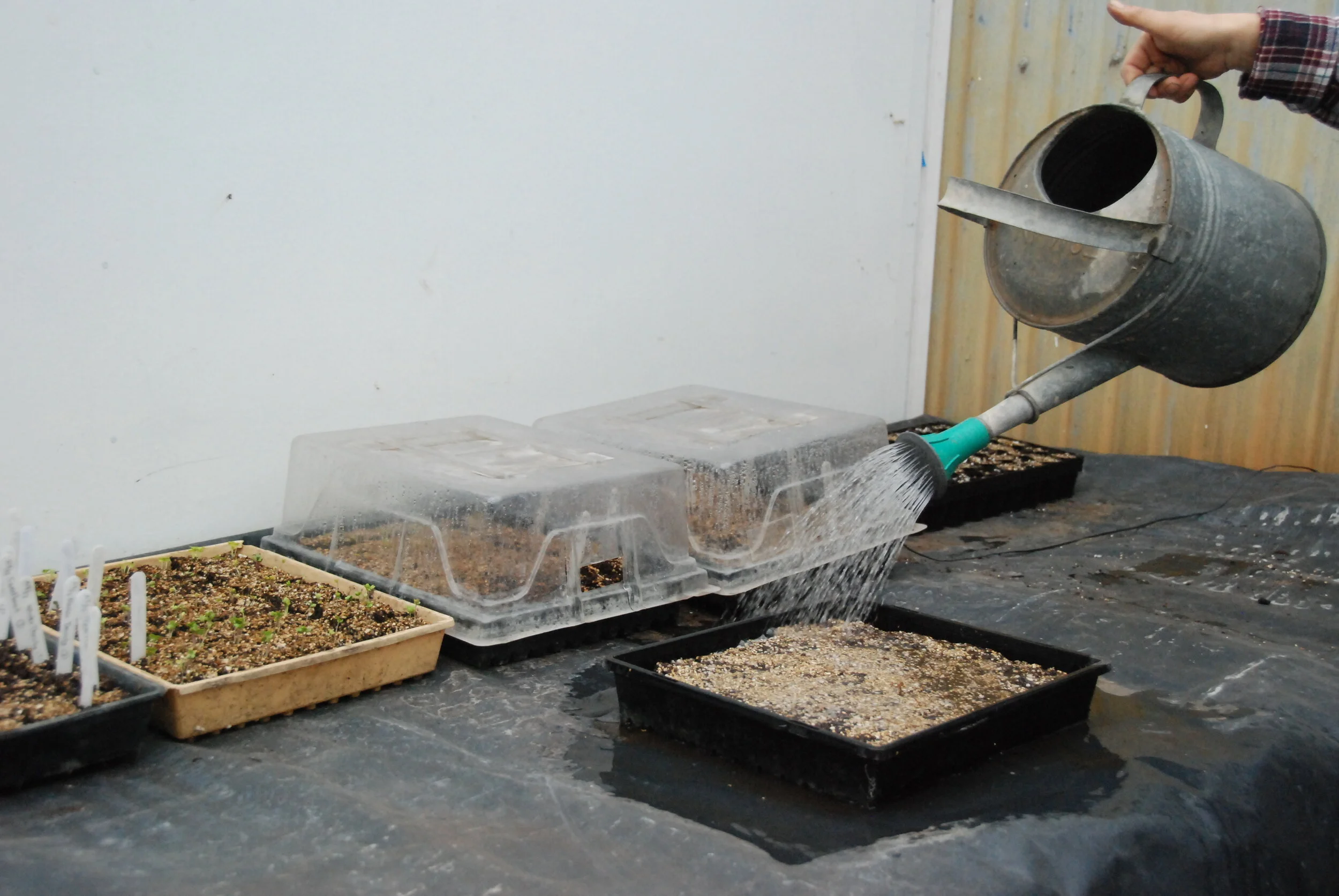 5 Key Essentials for Good Seed Germination In Organic Growing Systems