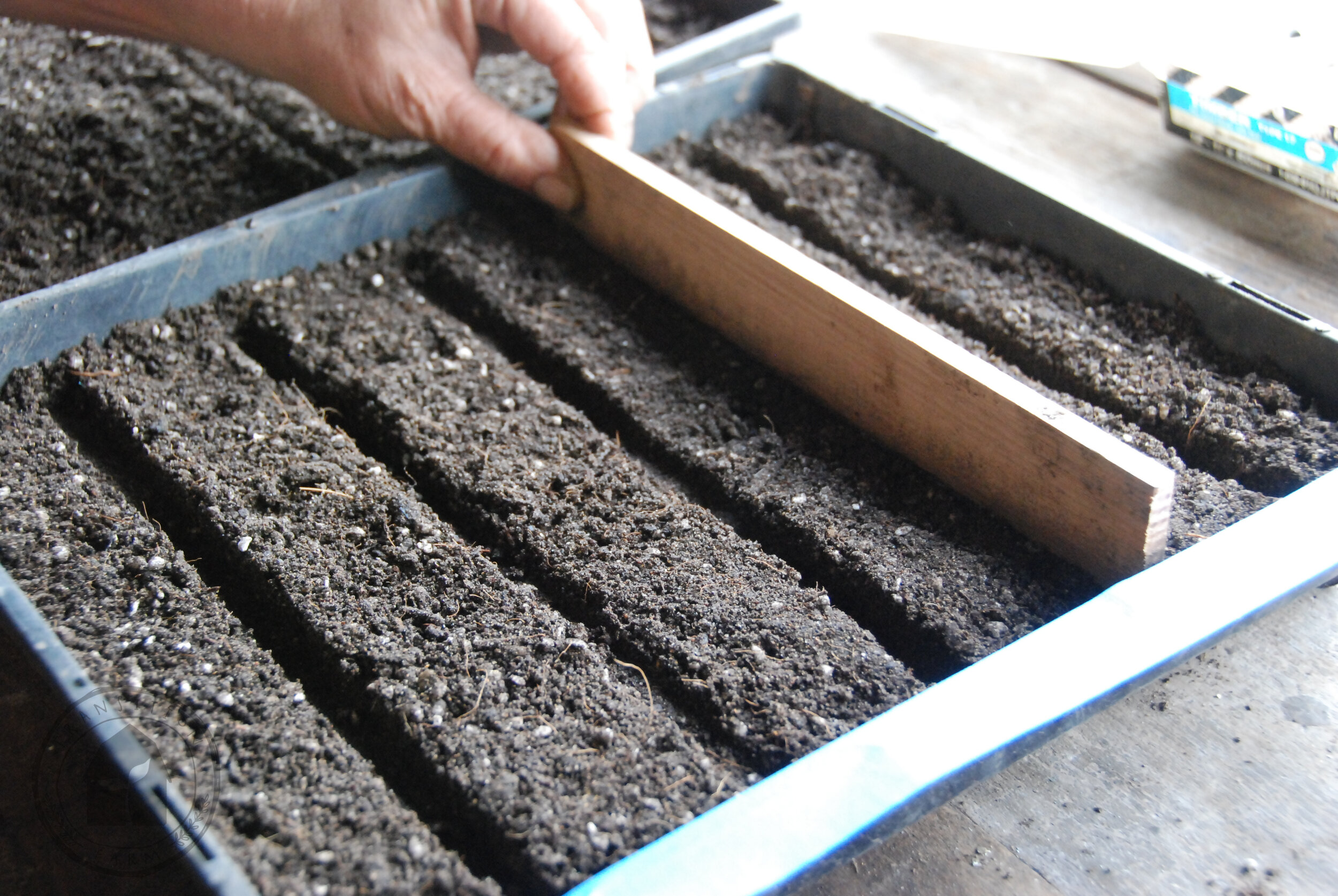    SPACE - Evenly divide your lines. We find 5 lines in a 35*30cm tray works for most seeds.     DEPTH - Create the correct depth in each line.  We use a piece of wood cut to fit the width of the tray.  