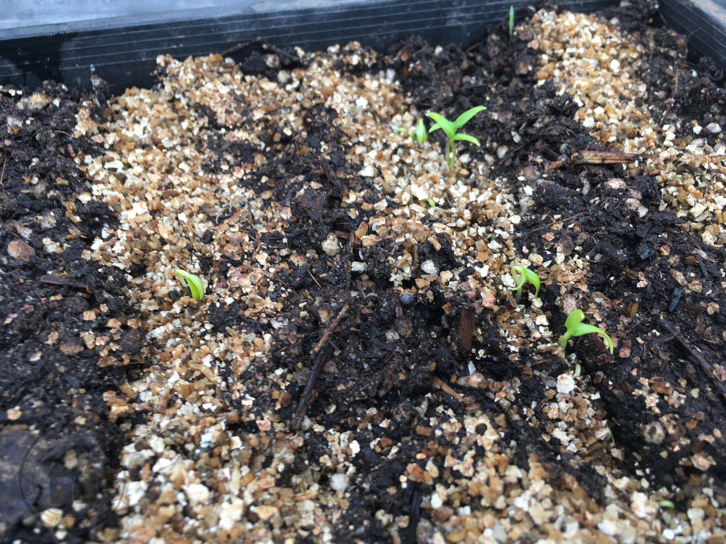   AIR CIRCULATION - Once seeds have germinated, begin opening the vents on the plastic dome. Begin to toughen your seedlings a bit more everyday until you remove the dome completely!  