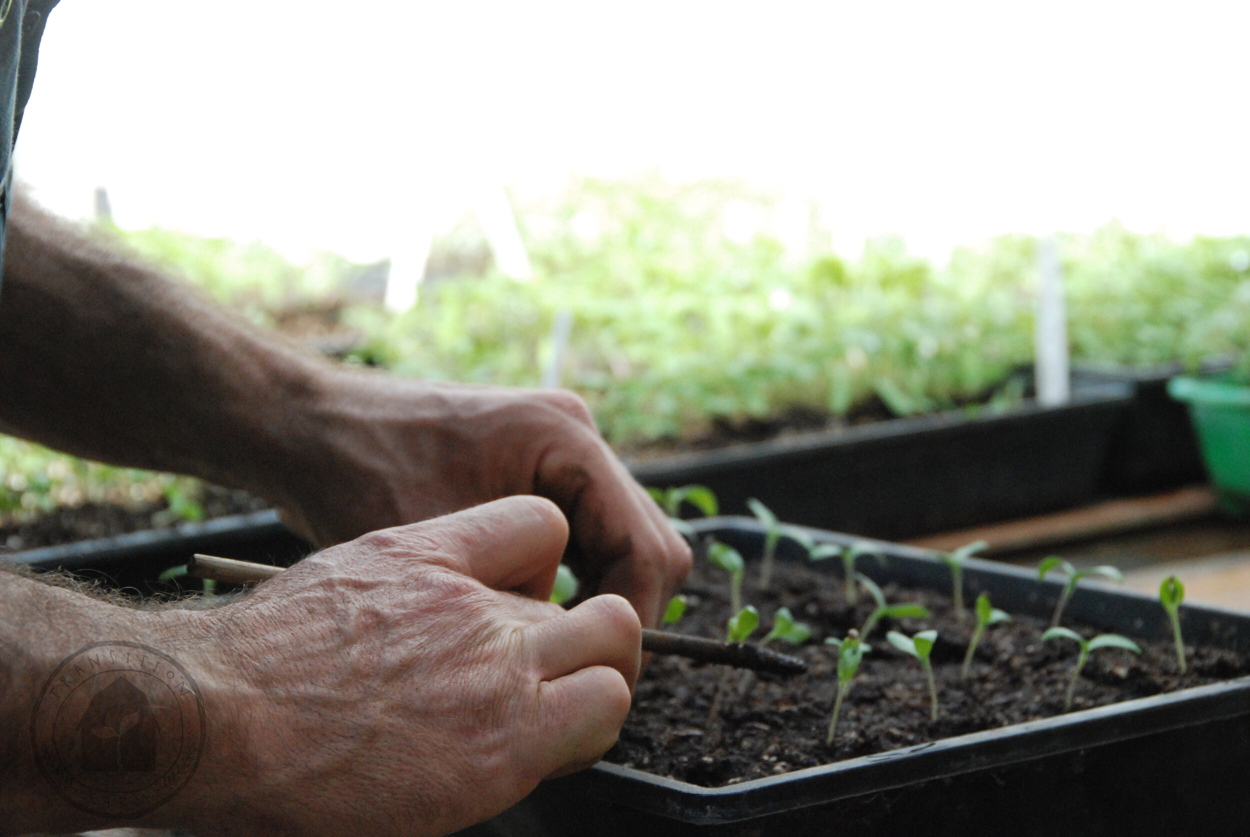   TRANSPLANT - We use the dowel to create a deep hole in our cell and then gently push the roots of the seedling into the cell.    