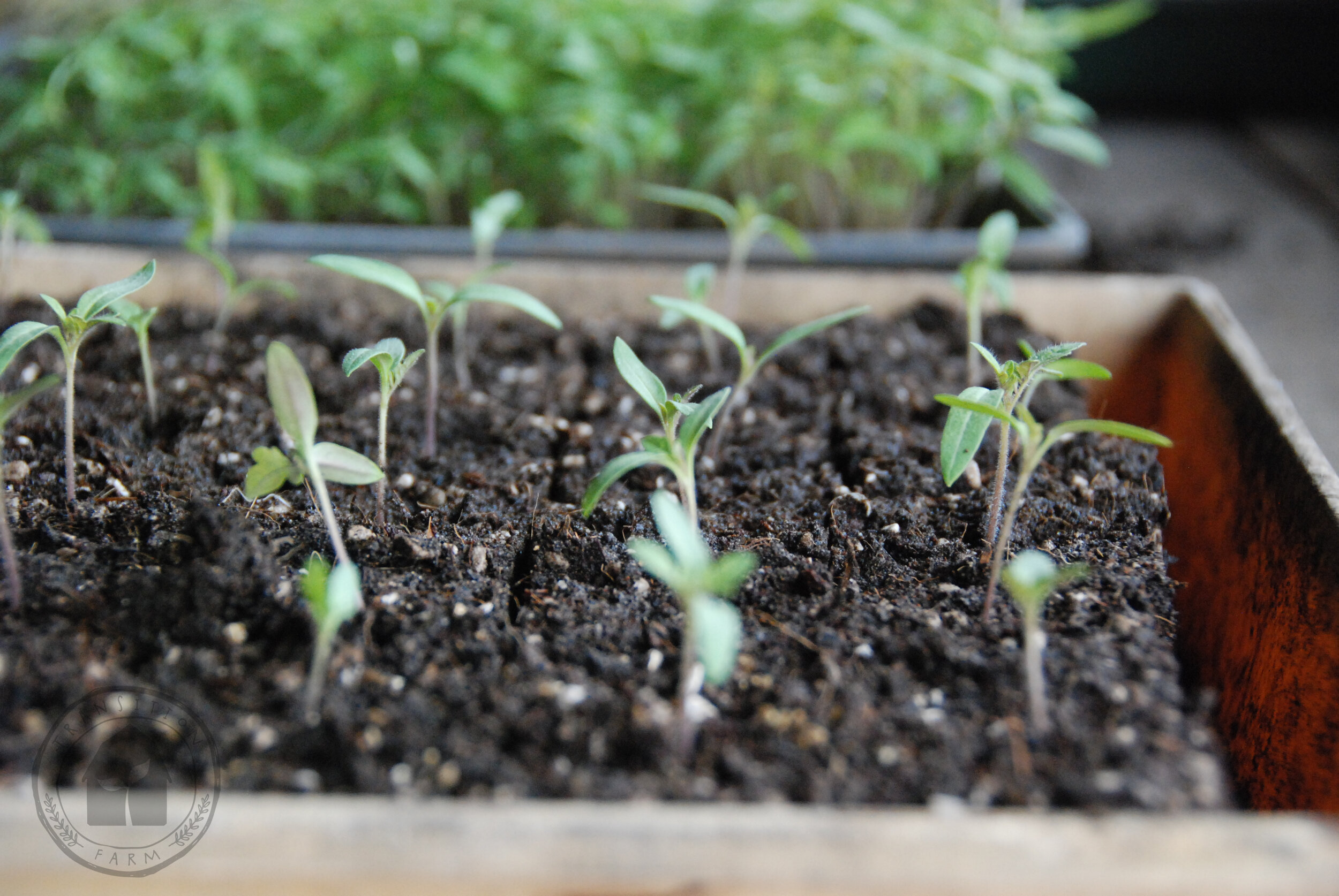   FIRM THE SOIL AROUND THE ROOTS - Capsicums DO NOT like to be buried so transplant them at the same depth they were at in the lines.  Tomatoes will grow roots up their stem so you can transplant them deeper..  