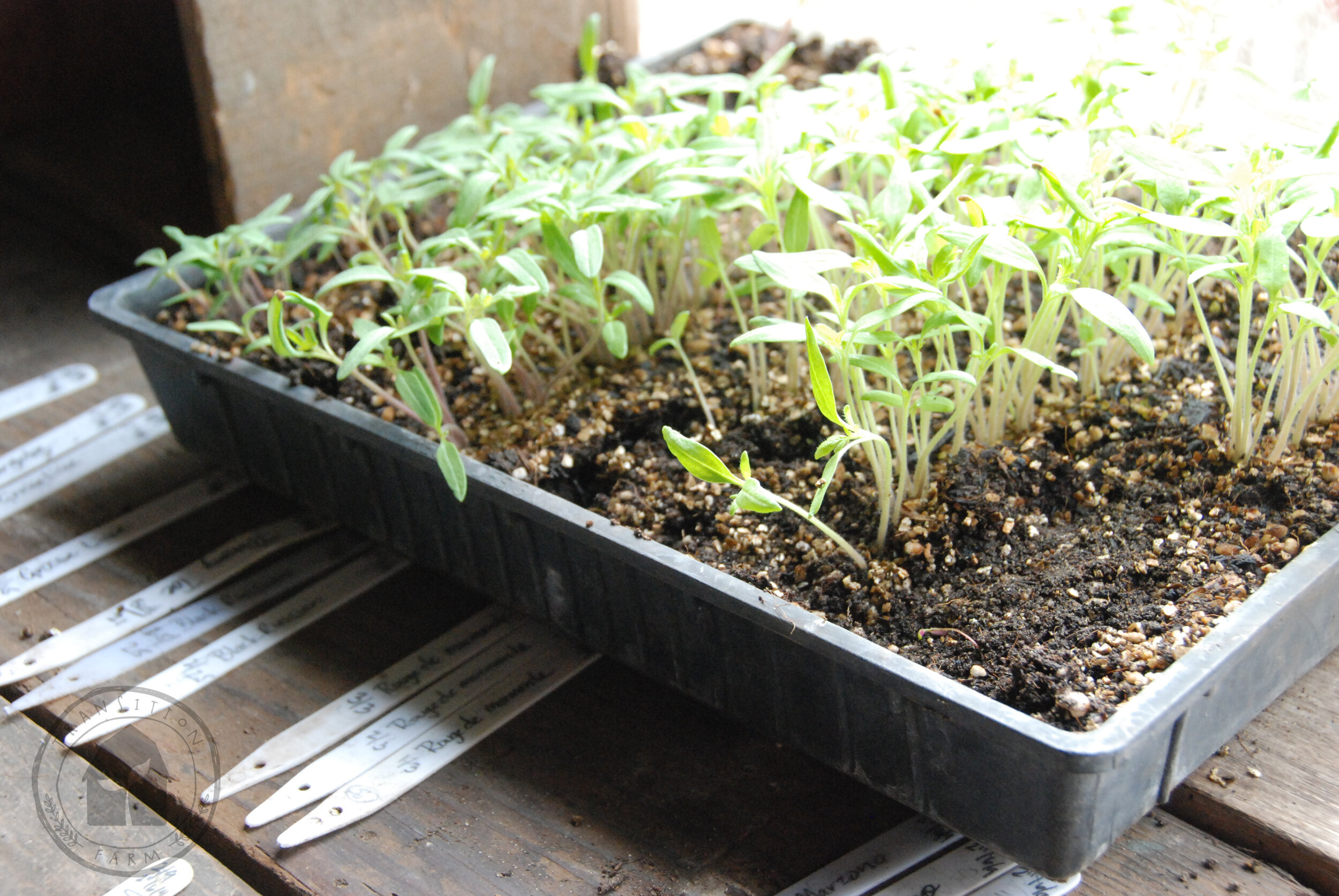   USE TAGS TO IDENTIFY CULTIVARS - All seedlings of a family look the same - IE All the tomato varieties look alike!  So before you begin pricking out of your labeled lines, write your tags so that everything will be clearly labeled. We include dates