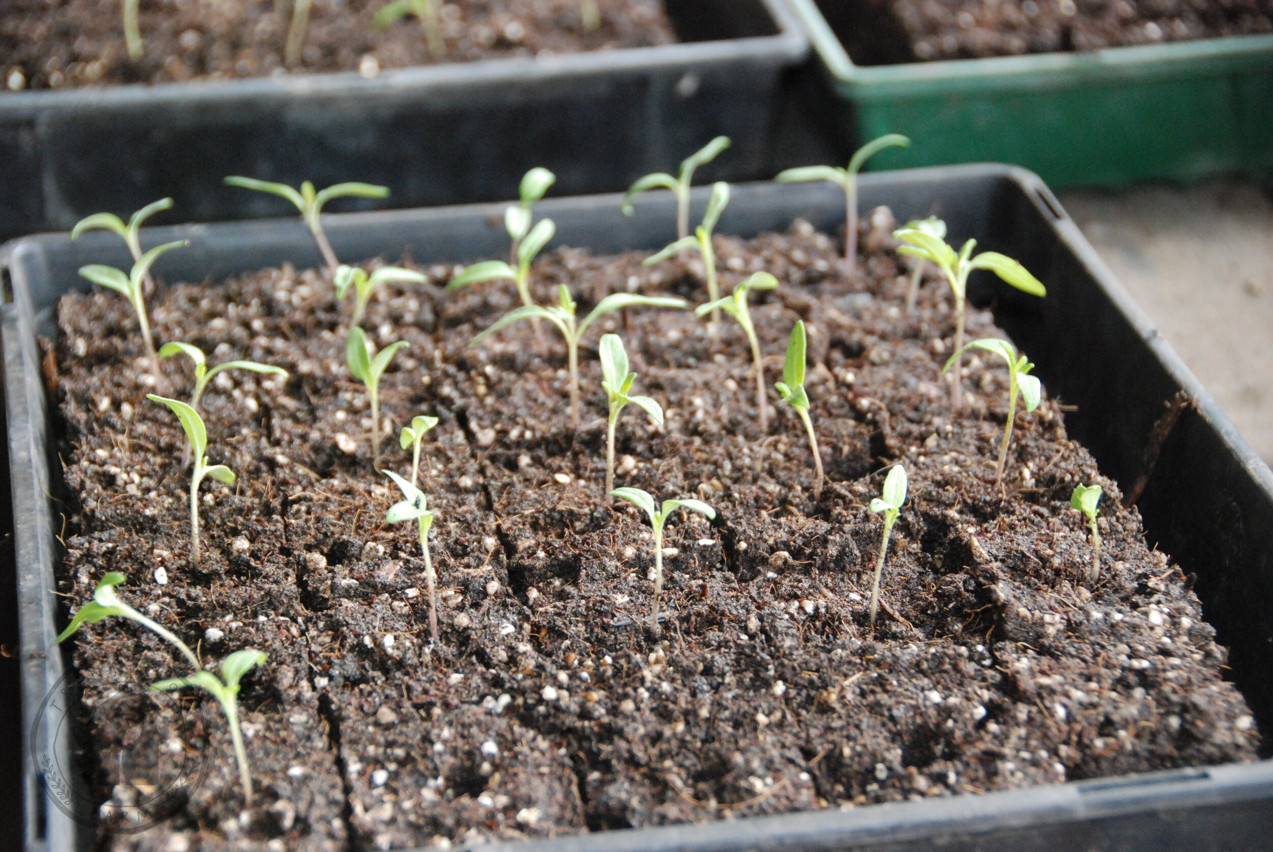   TRANSPLANT SHOCK - The seedlings may flop over for the first 6-10 hours. We ensure the trays are evenly moist (REMEMBER - not too wet, not too dry), put the trays out of direct sun,  cover them with a plastic doom with the vents OPEN to ensure air 