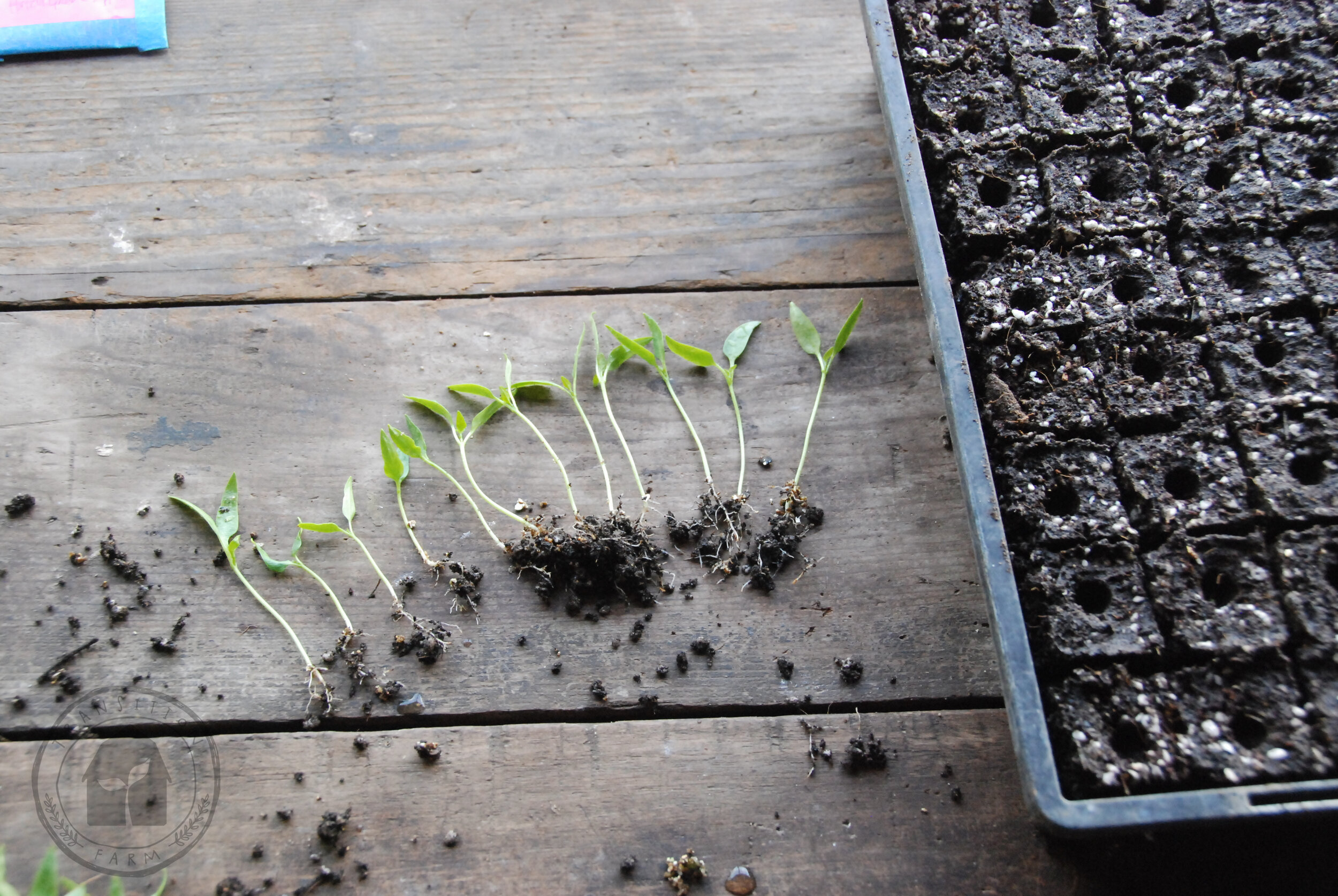   CHOOSE THE STRONGEST SEEDLINGS - We prick out several at once, choosing the strongest, straightest ones with the thickest stems.  