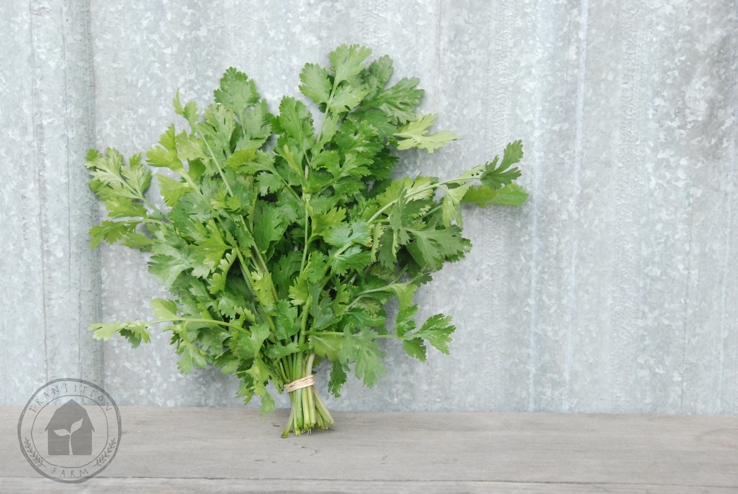 Coriander 'Slow Bolt' — Transition Farm