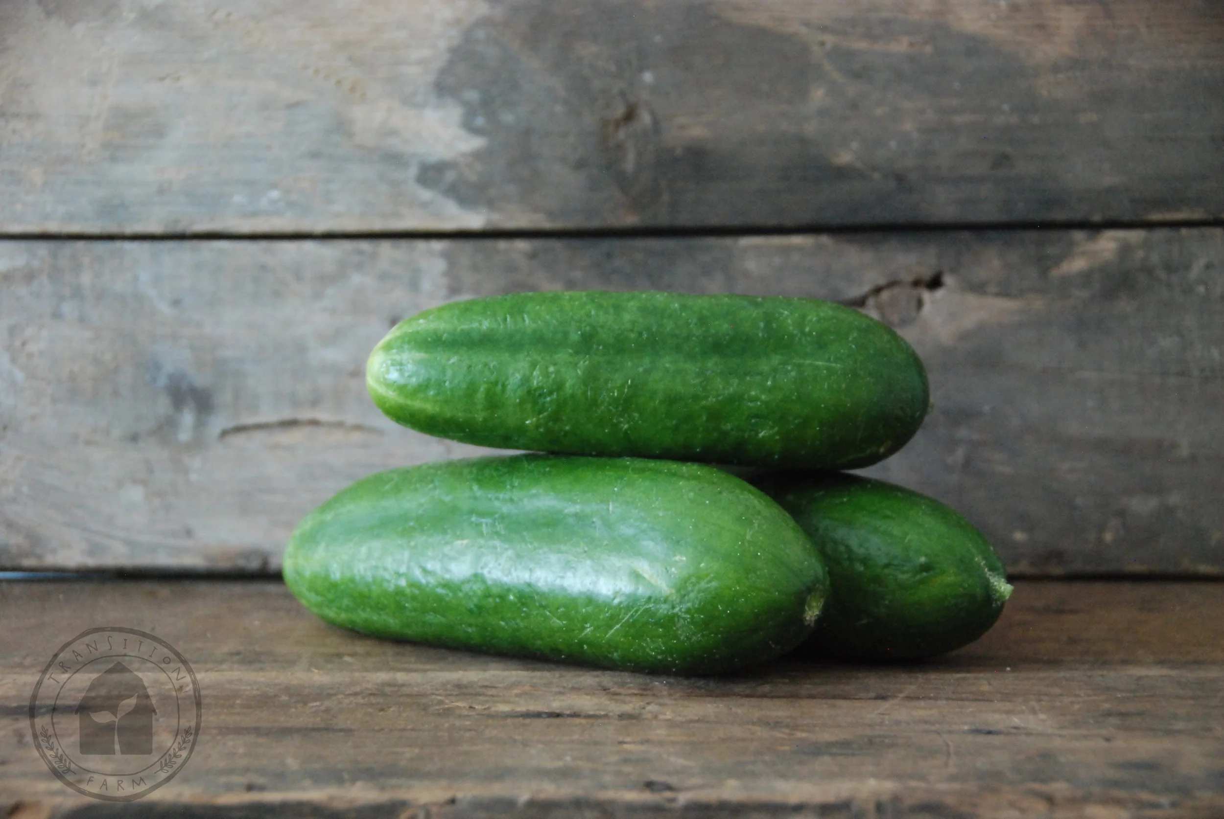 Cucumber 'Muncher' — Transition Farm