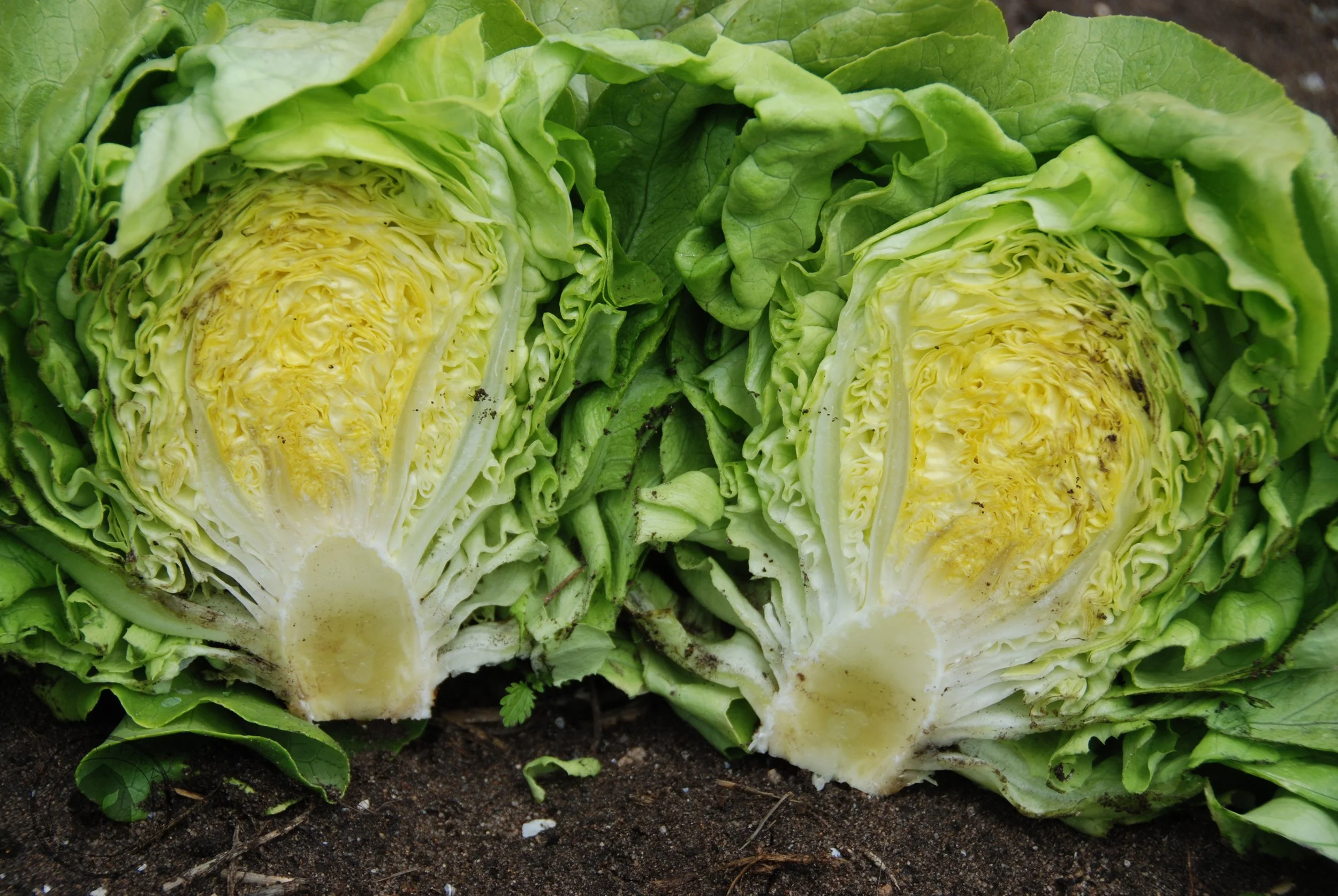 Lettuce 'Optima' Butter — Transition Farm