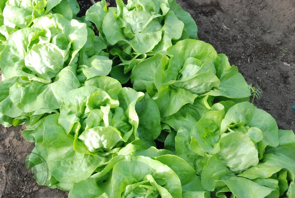 The Belles of the Spring Ball Butter Lettuce — Transition Farm