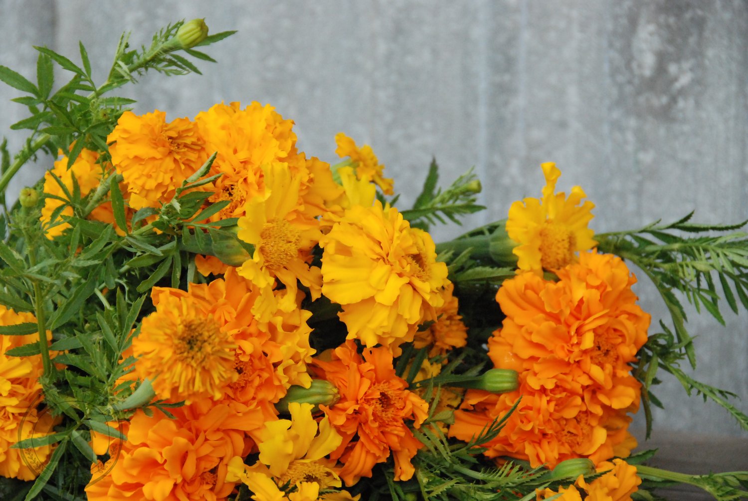 Marigold 'African Giant' — Transition Farm