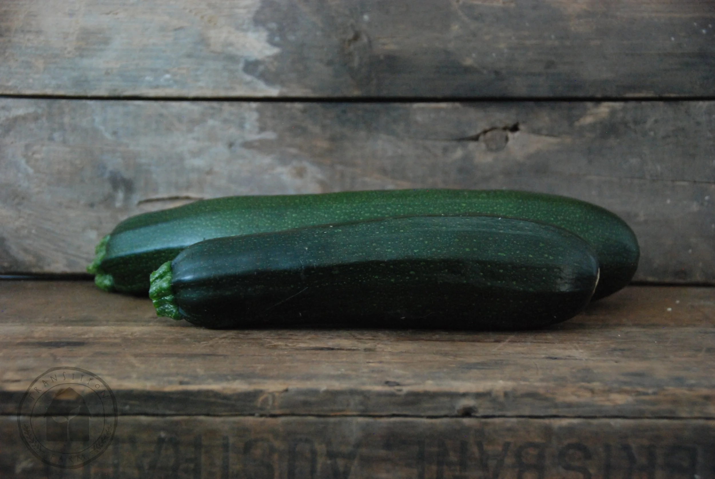 Zucchini 'Black Beauty' ??? Transition Farm