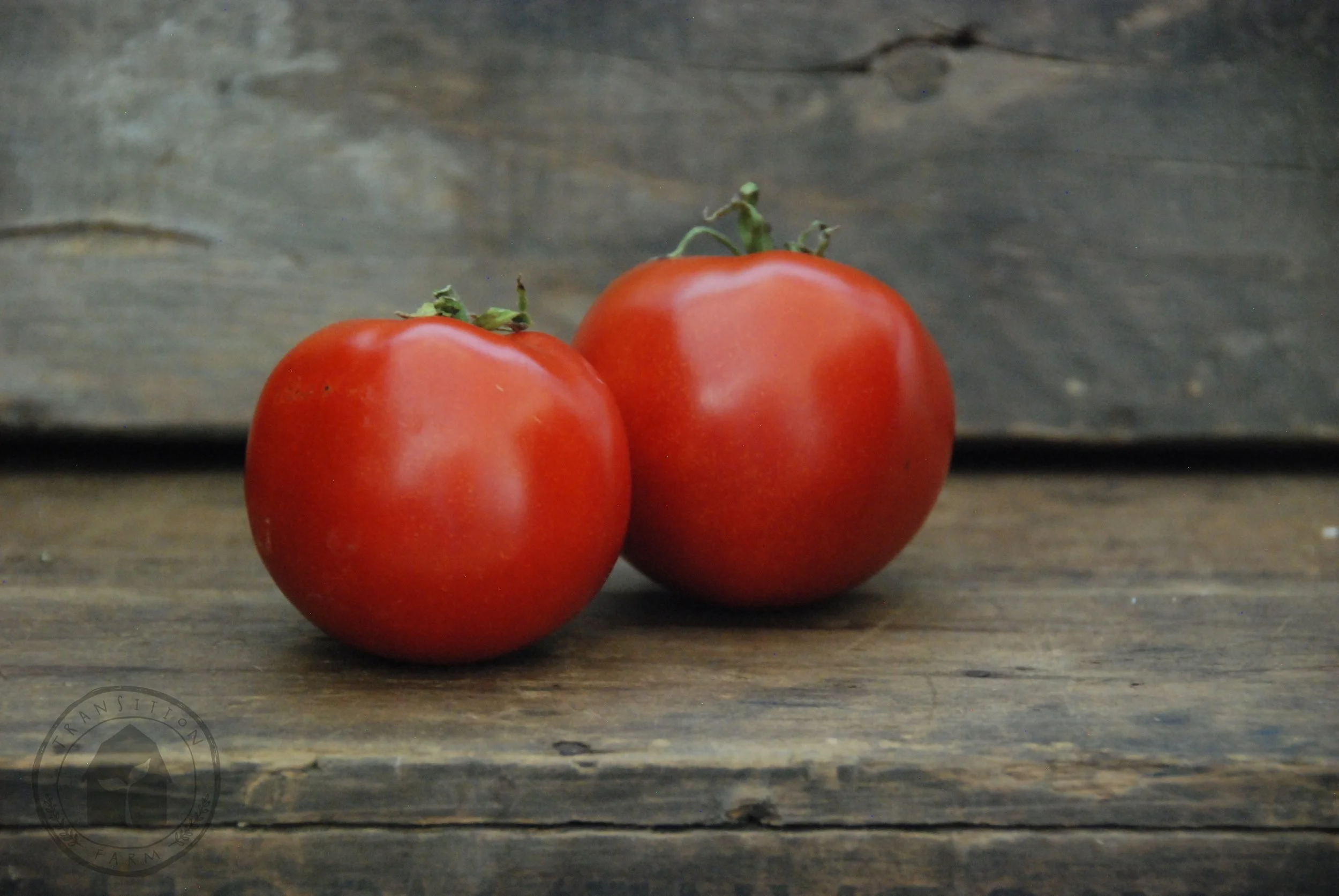 Tomato 'Moskvich' — Transition Farm