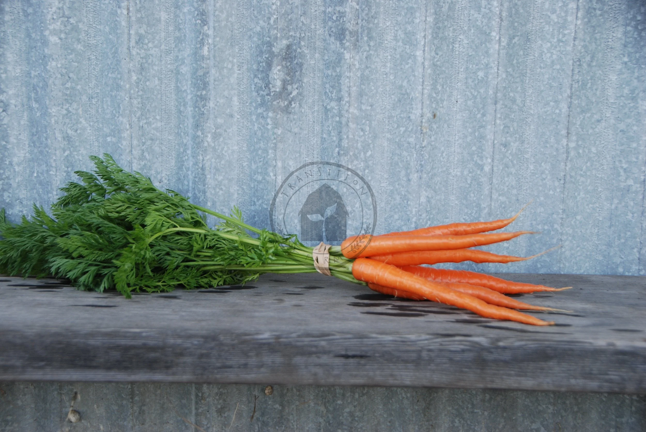 Carrot 'Little Finger' — Transition Farm