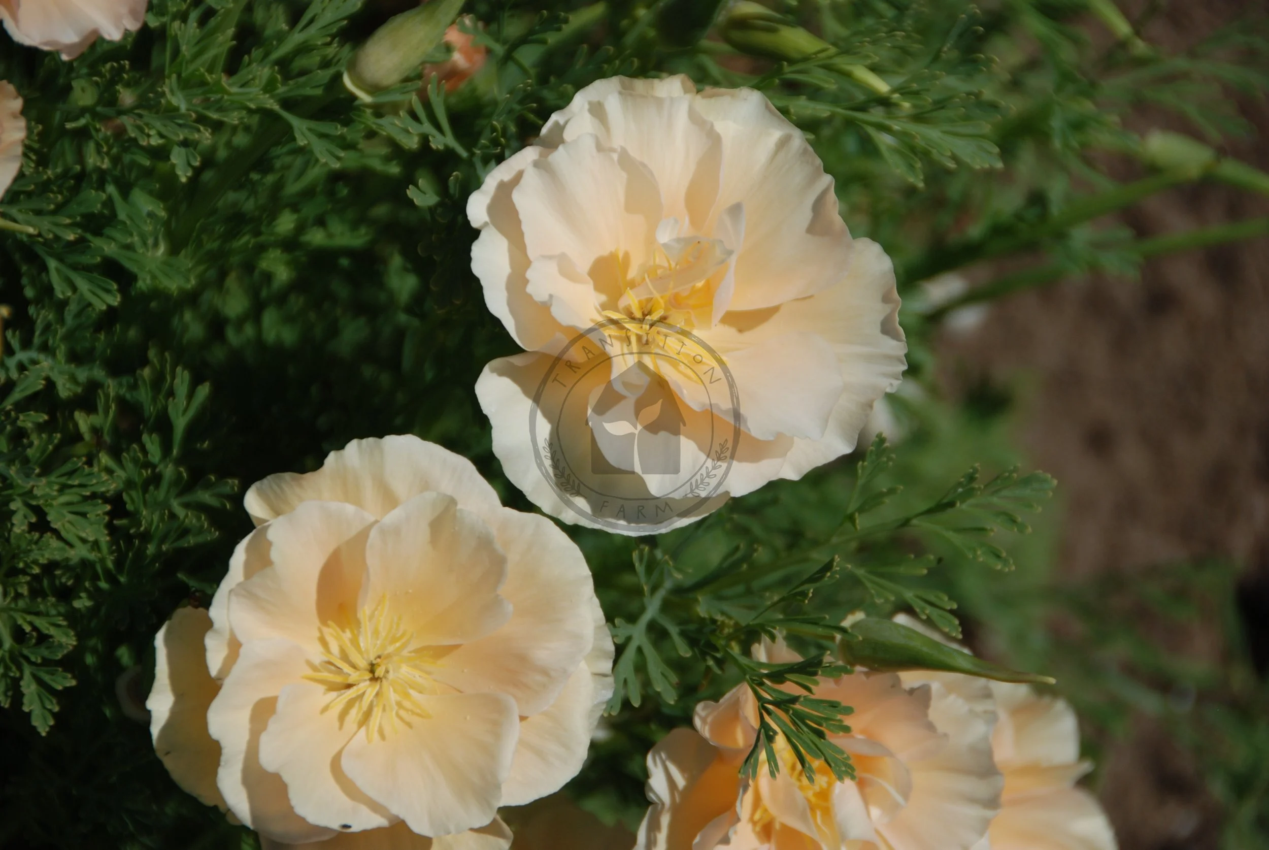 California Poppy 'Thai Silk Pink Champagne' — Transition Farm