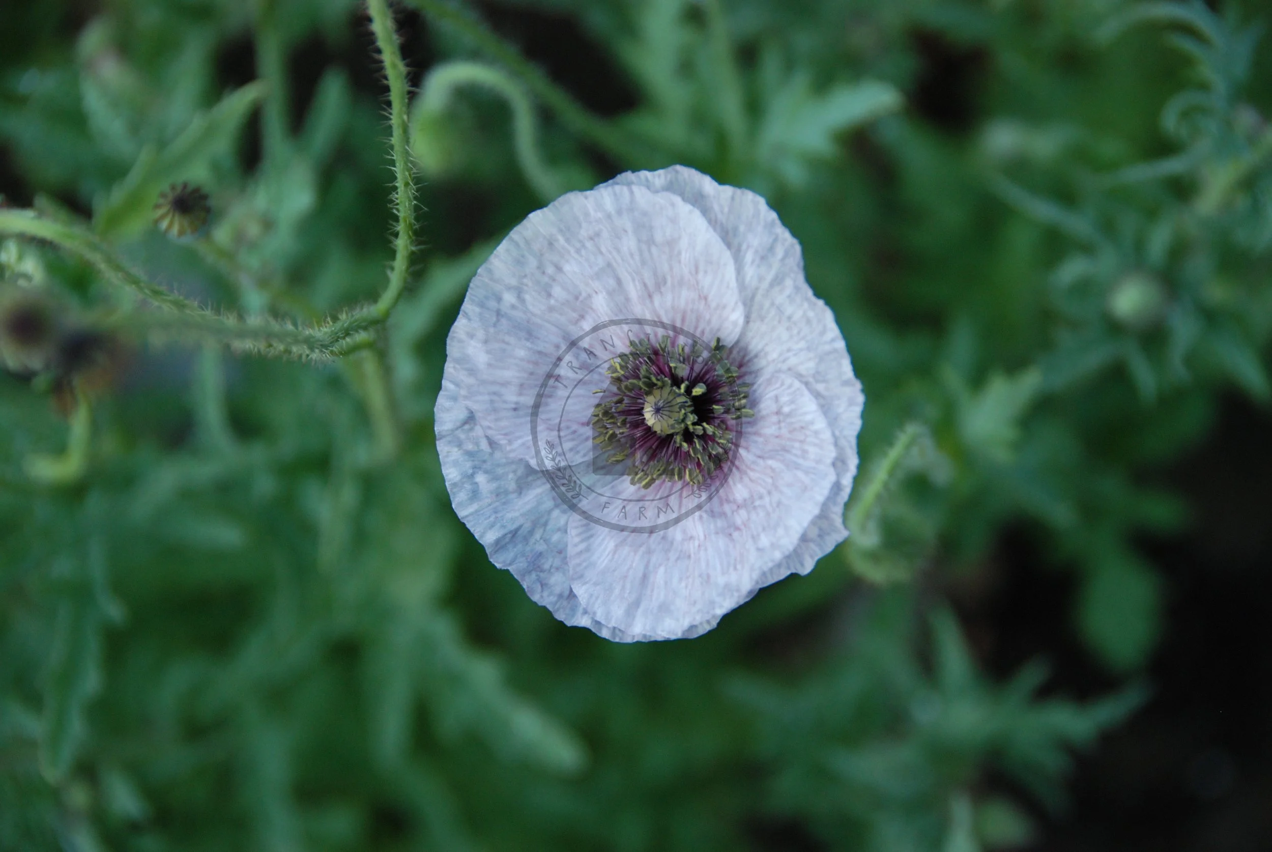 Shirley Poppy &lsquo;Mother of Pearl&rsquo; — Transition Farm