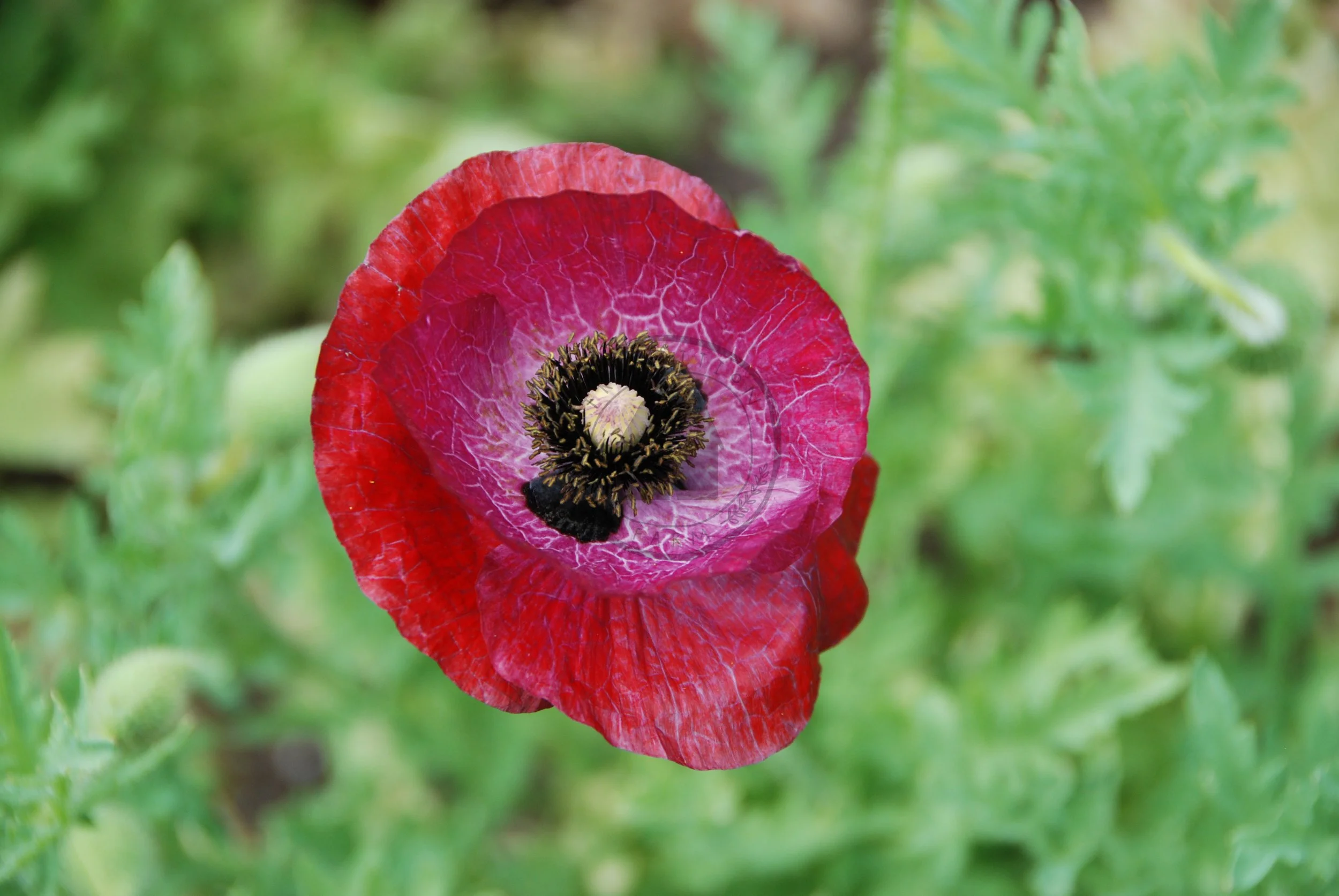 Shirley Poppy &lsquo;Mother of Pearl&rsquo; — Transition Farm