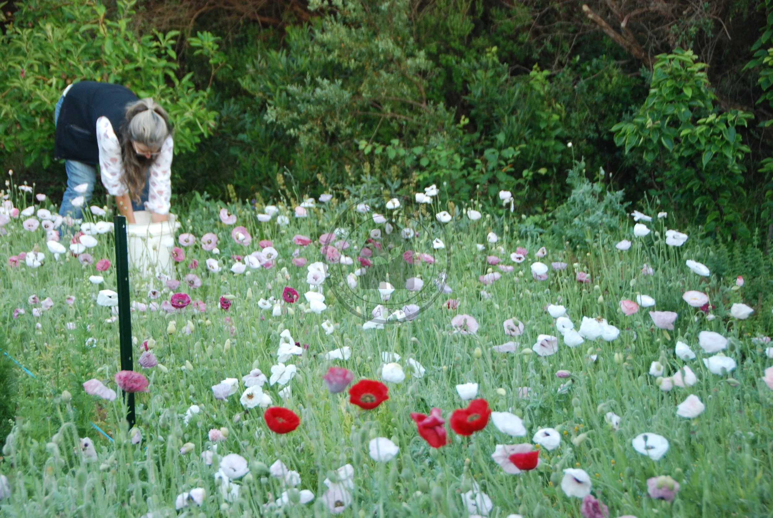 Shirley Poppy &lsquo;Mother of Pearl&rsquo; — Transition Farm