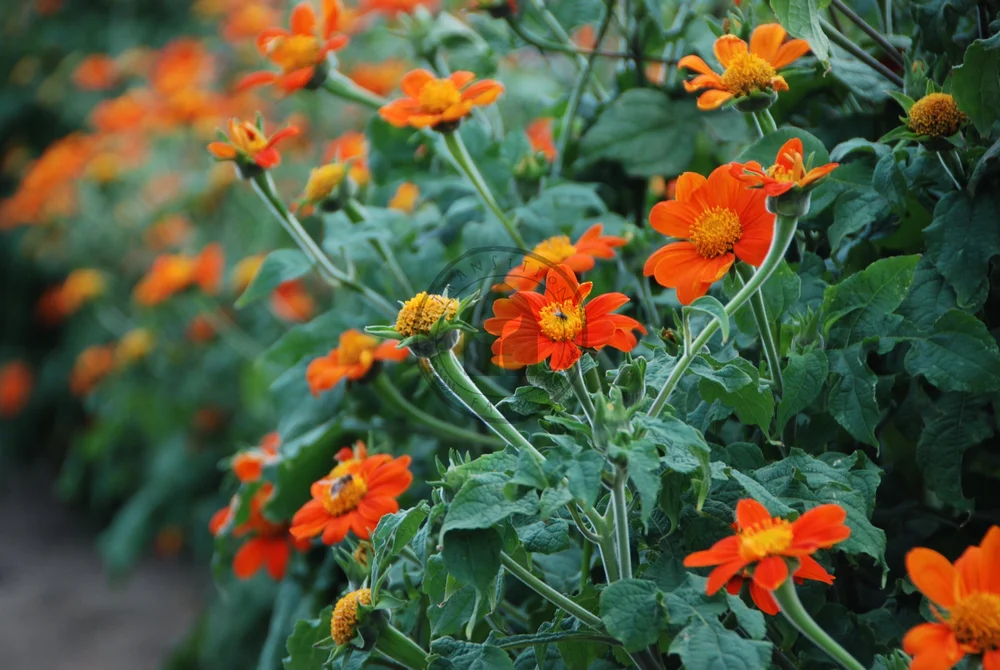 Warm Season Crops To Sow Direct — Transition Farm