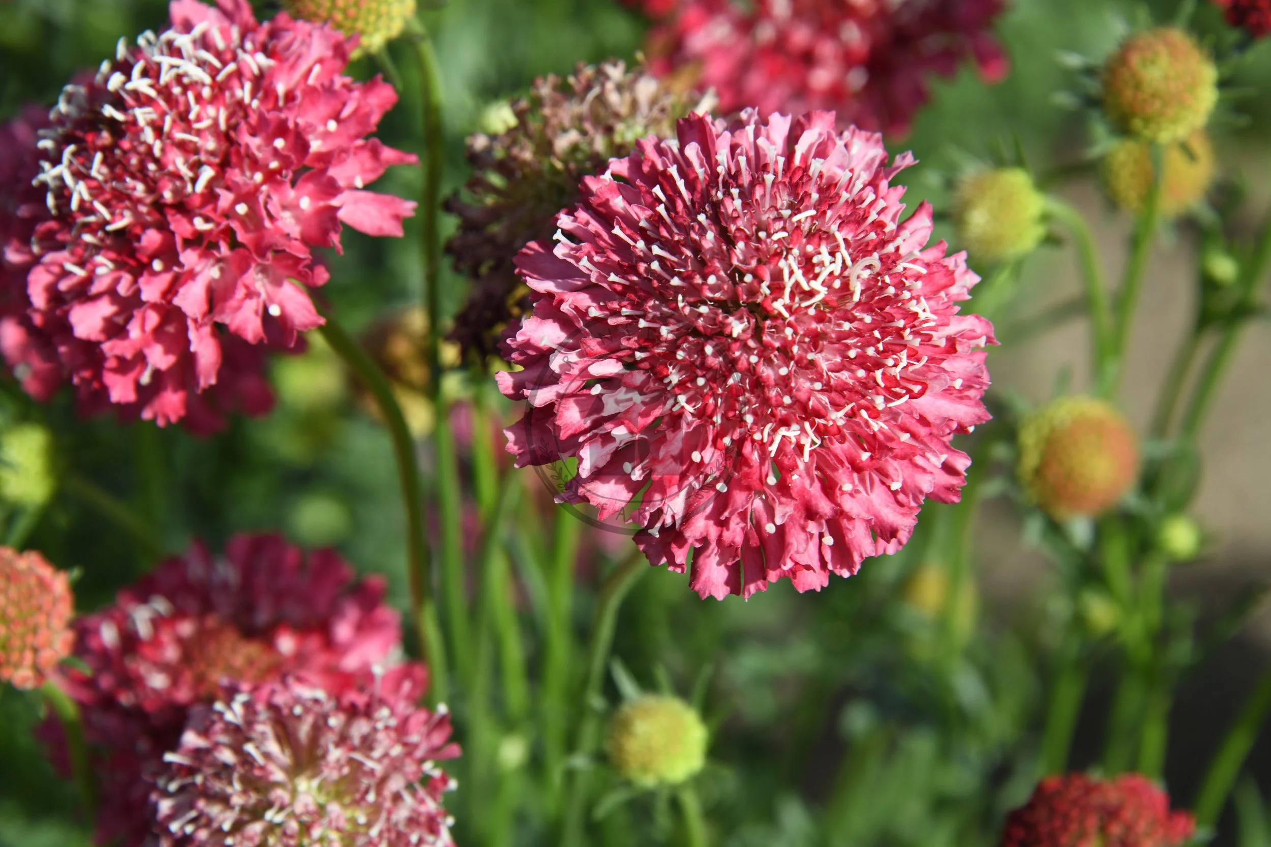 Scabiosa 'Salmon Queen' — Transition Farm