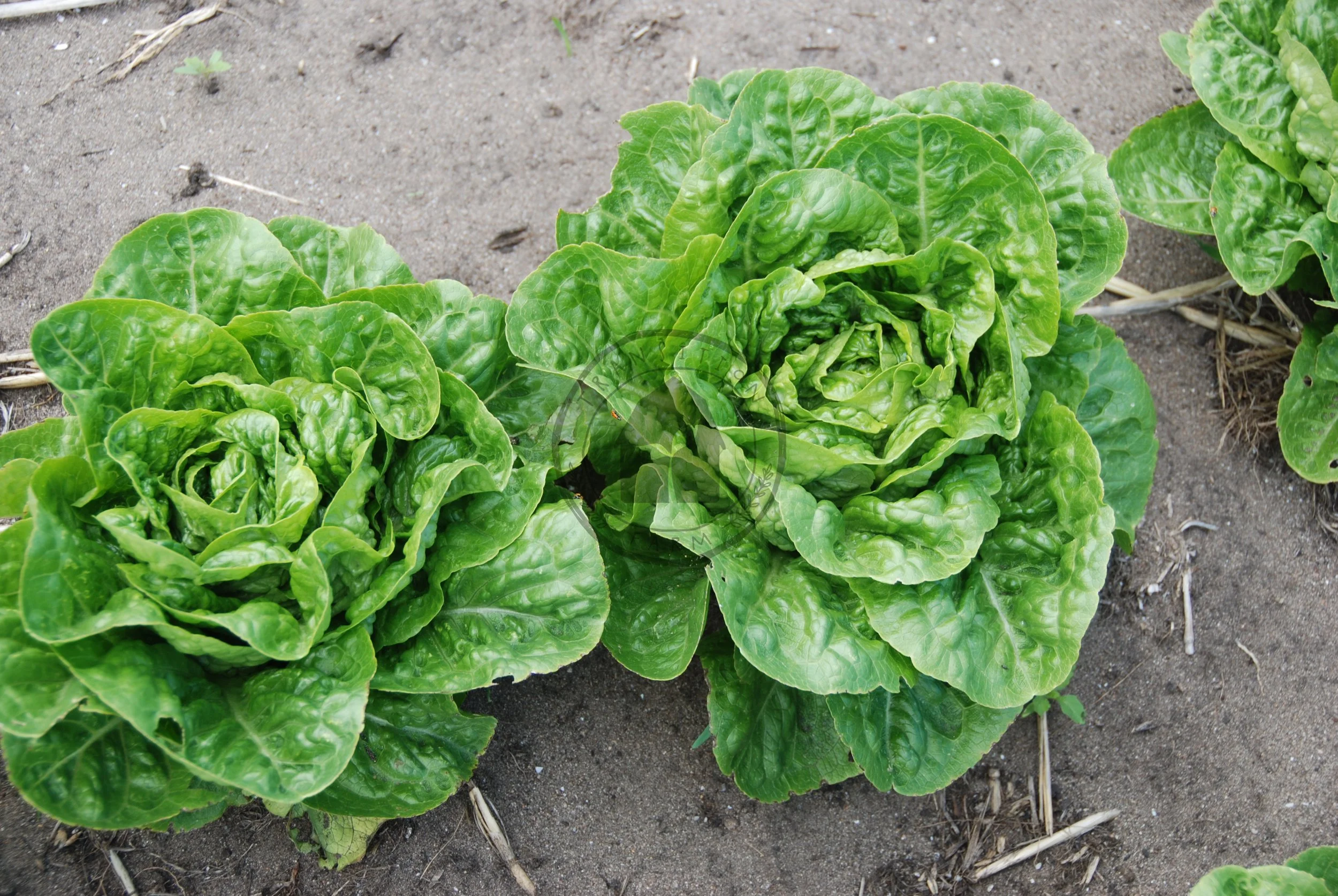 Lettuce 'Sweetheart Gem' — Transition Farm