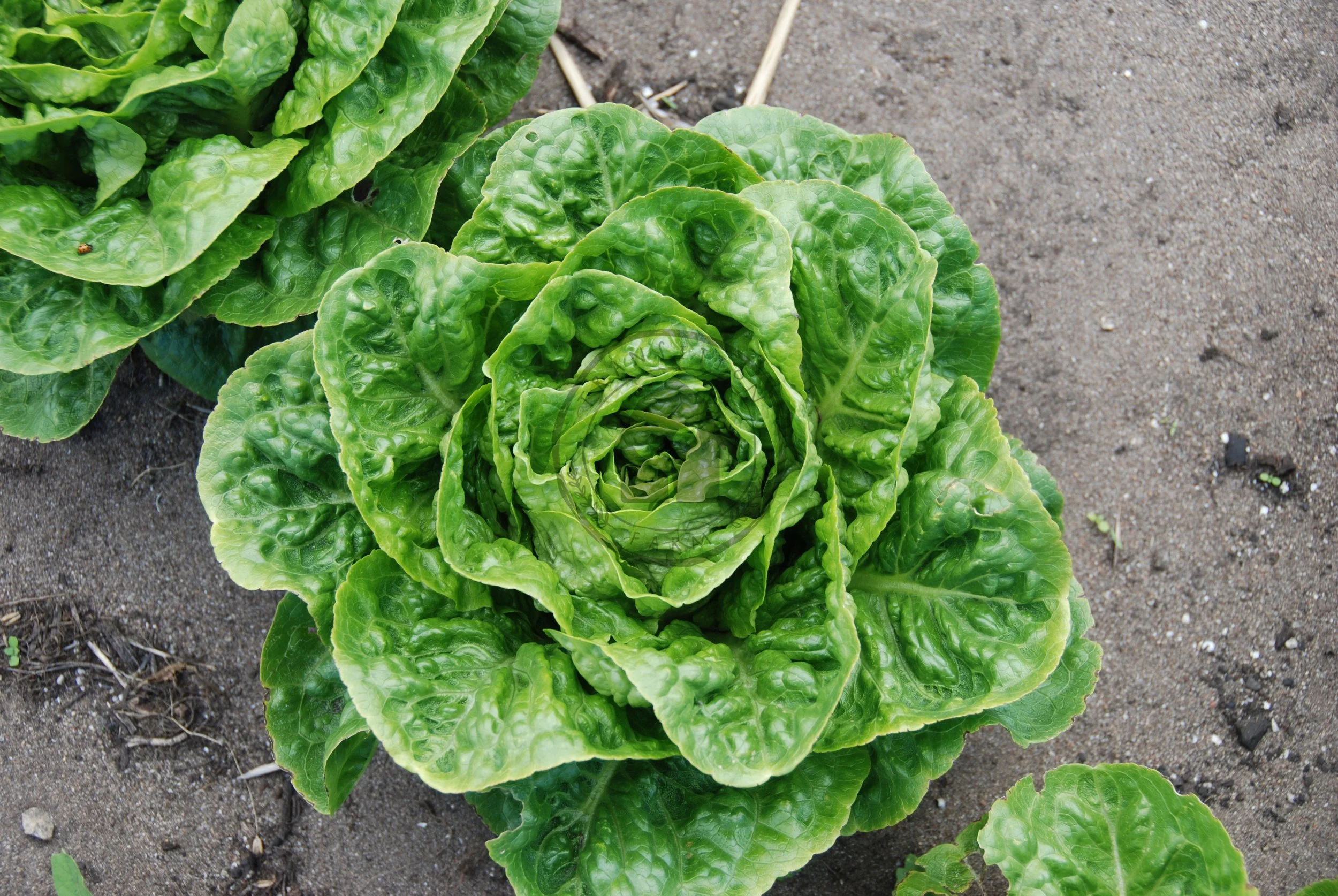 Lettuce 'Sweetheart Gem' — Transition Farm
