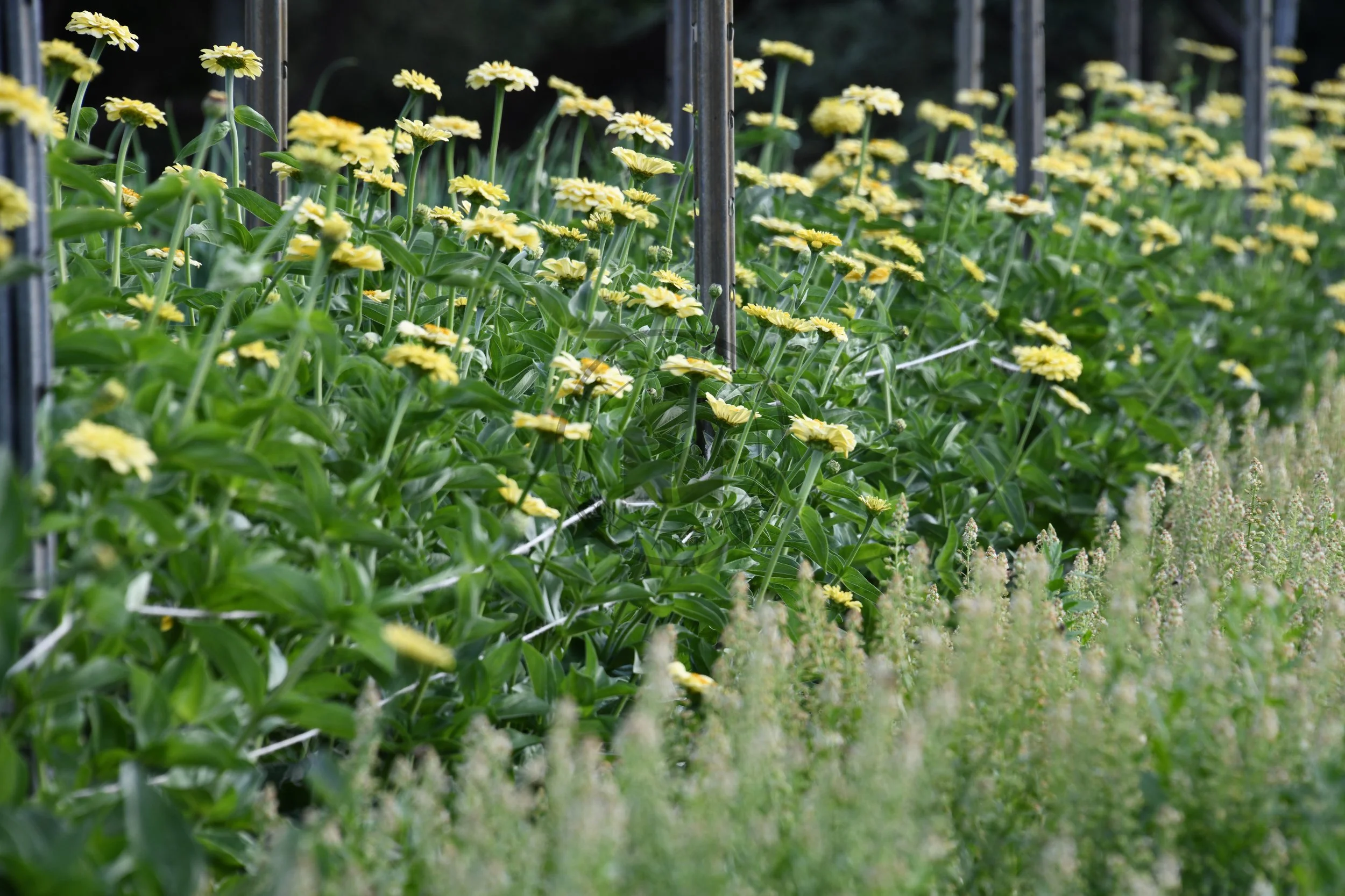 Flowers to Direct Sow in the Warm Season — Transition Farm
