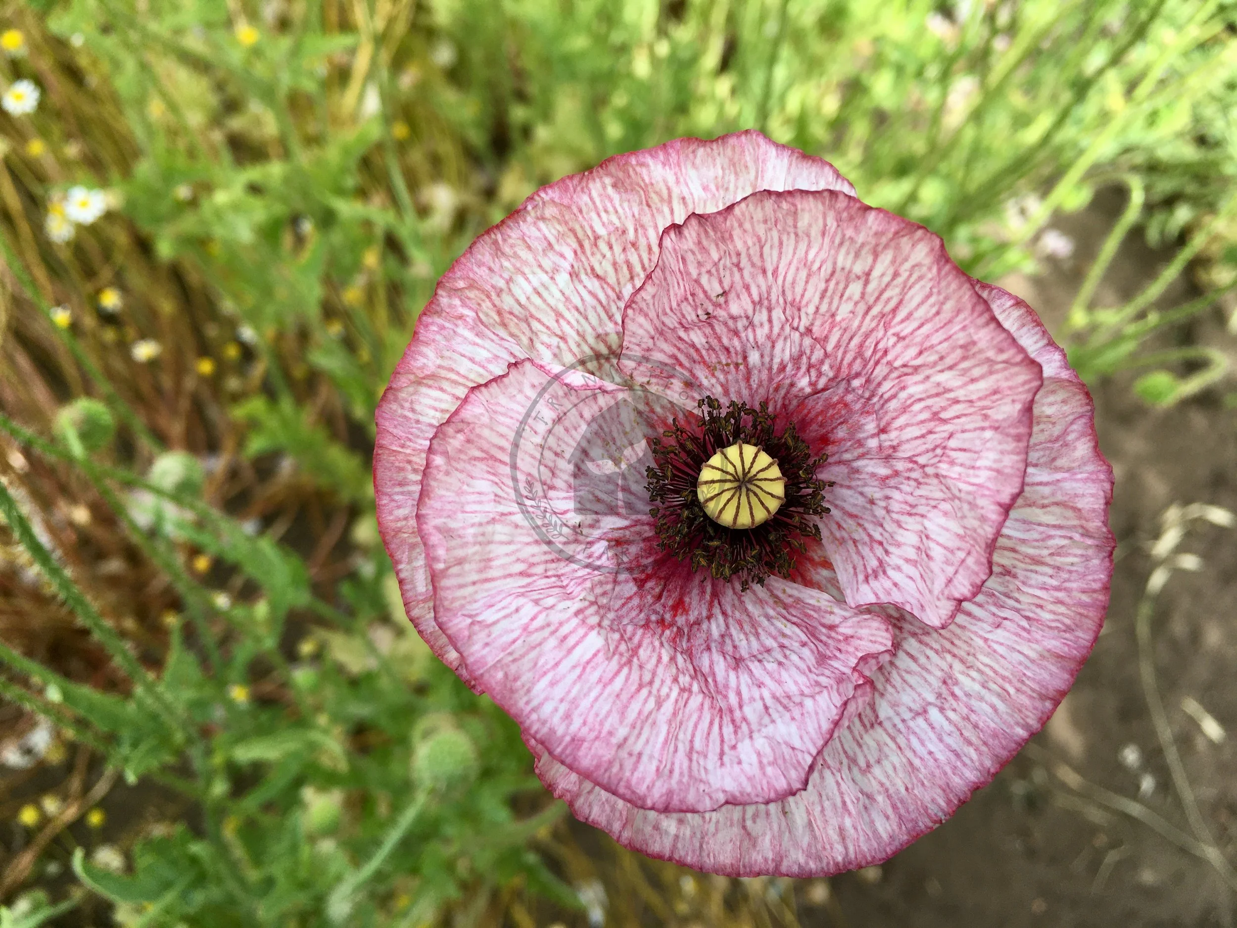 Shirley Poppy &lsquo;Mother of Pearl&rsquo; — Transition Farm