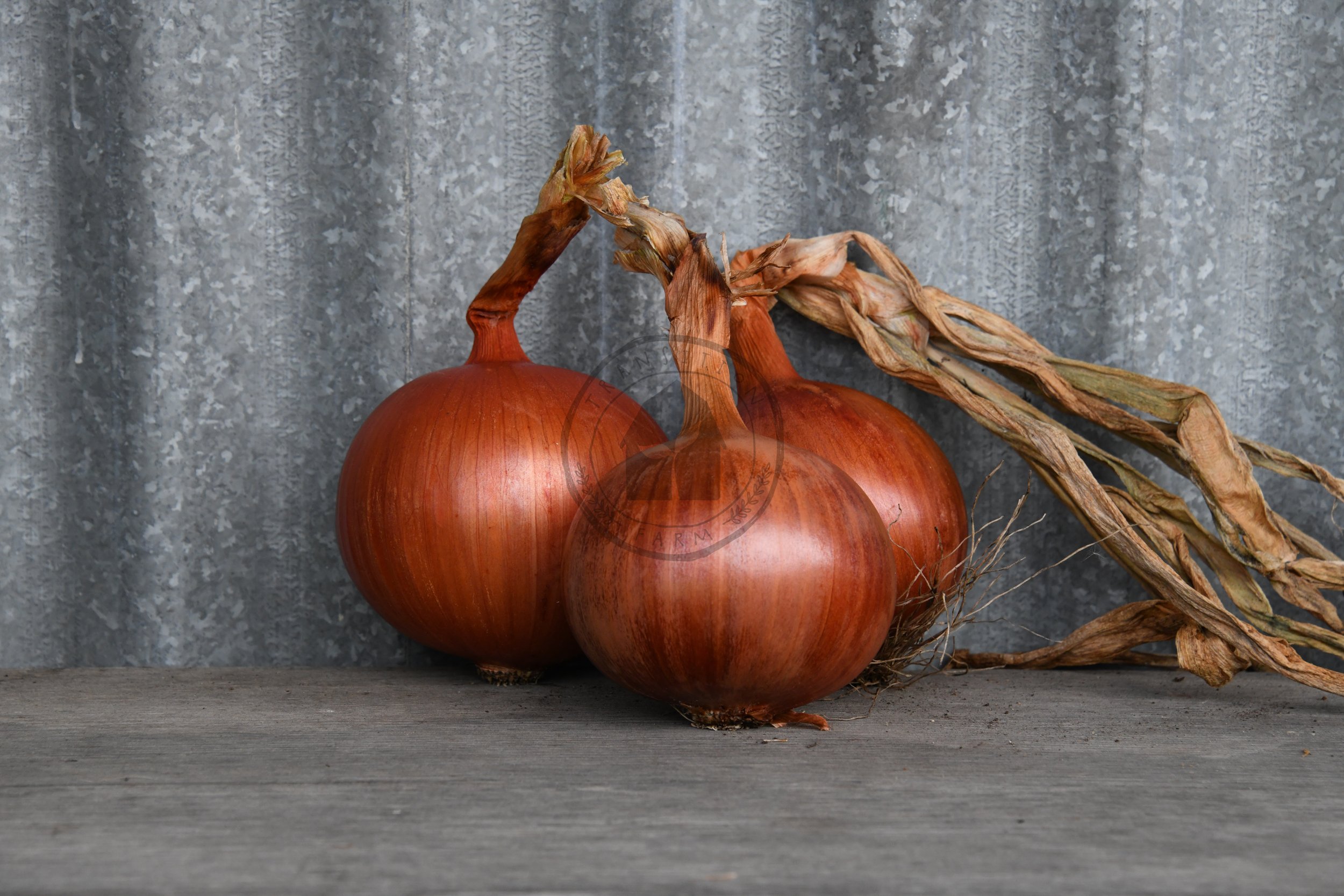 Onion Italian Long Keeper — Transition Farm