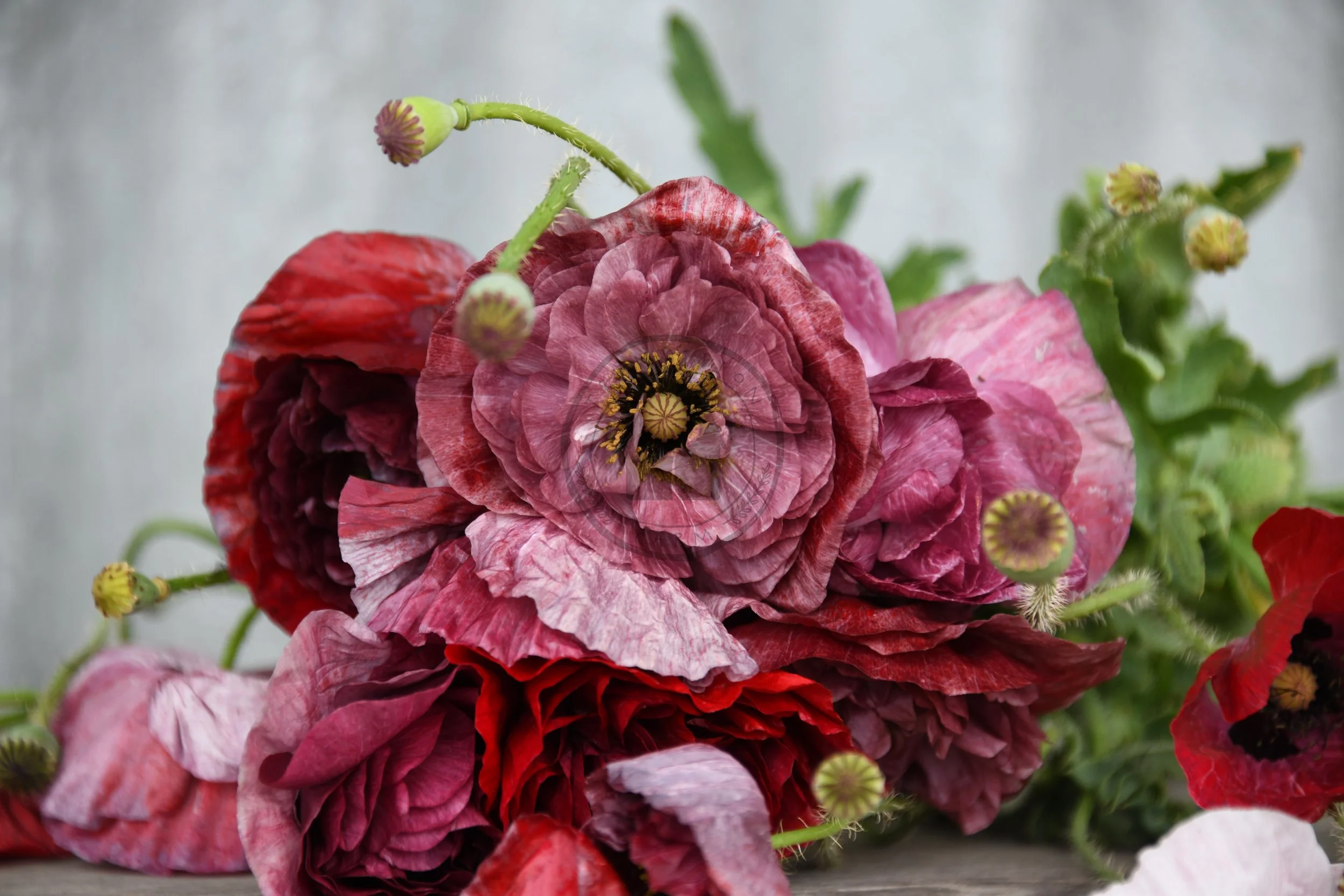 Shirley Poppy 'Pandora' — Transition Farm