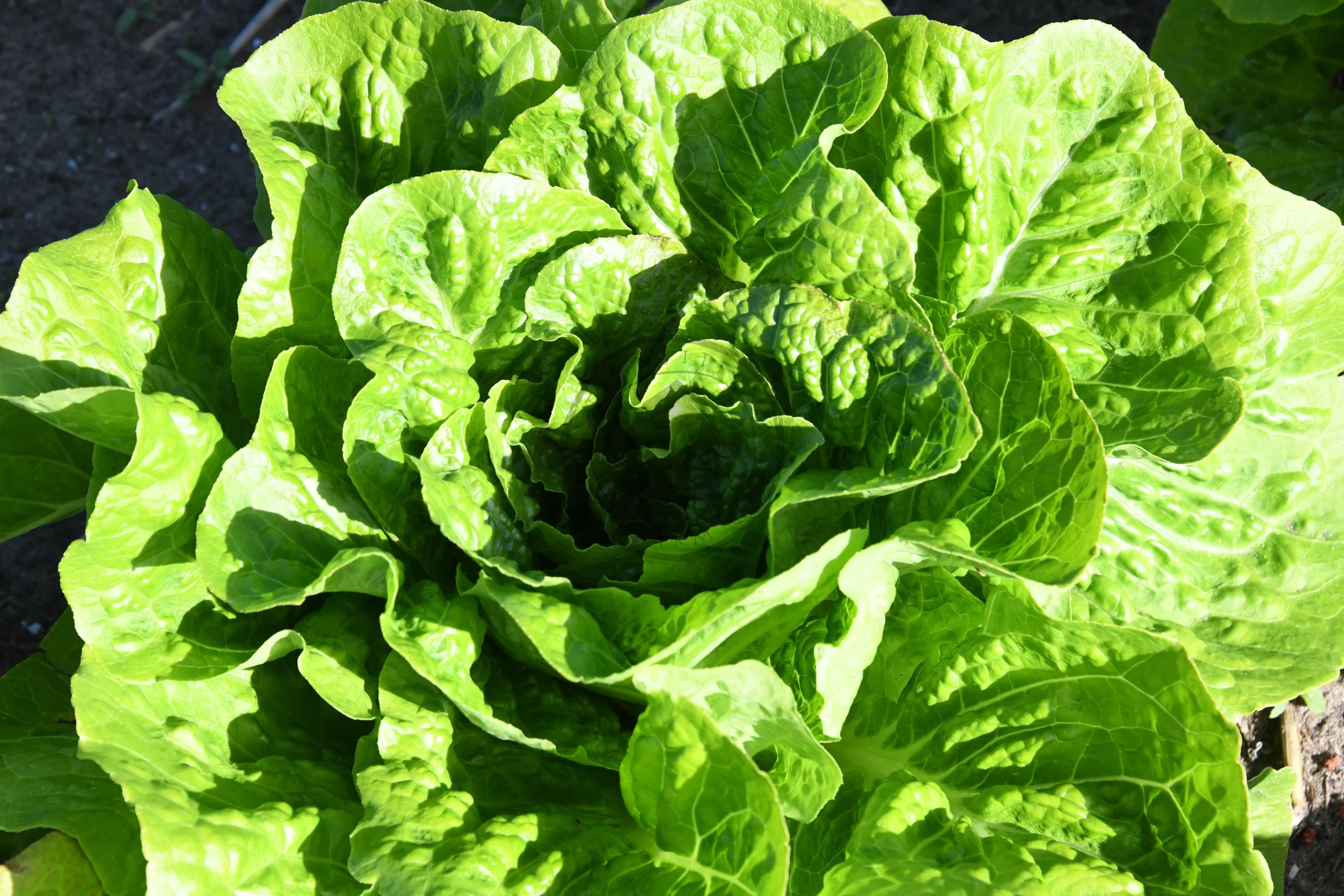 Lettuce 'Jericho' — Transition Farm