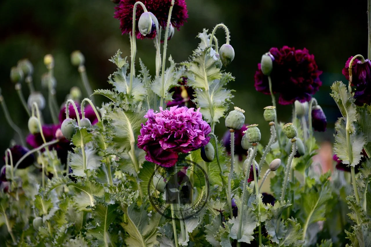 Poppy Peony Black Double — Transition Farm