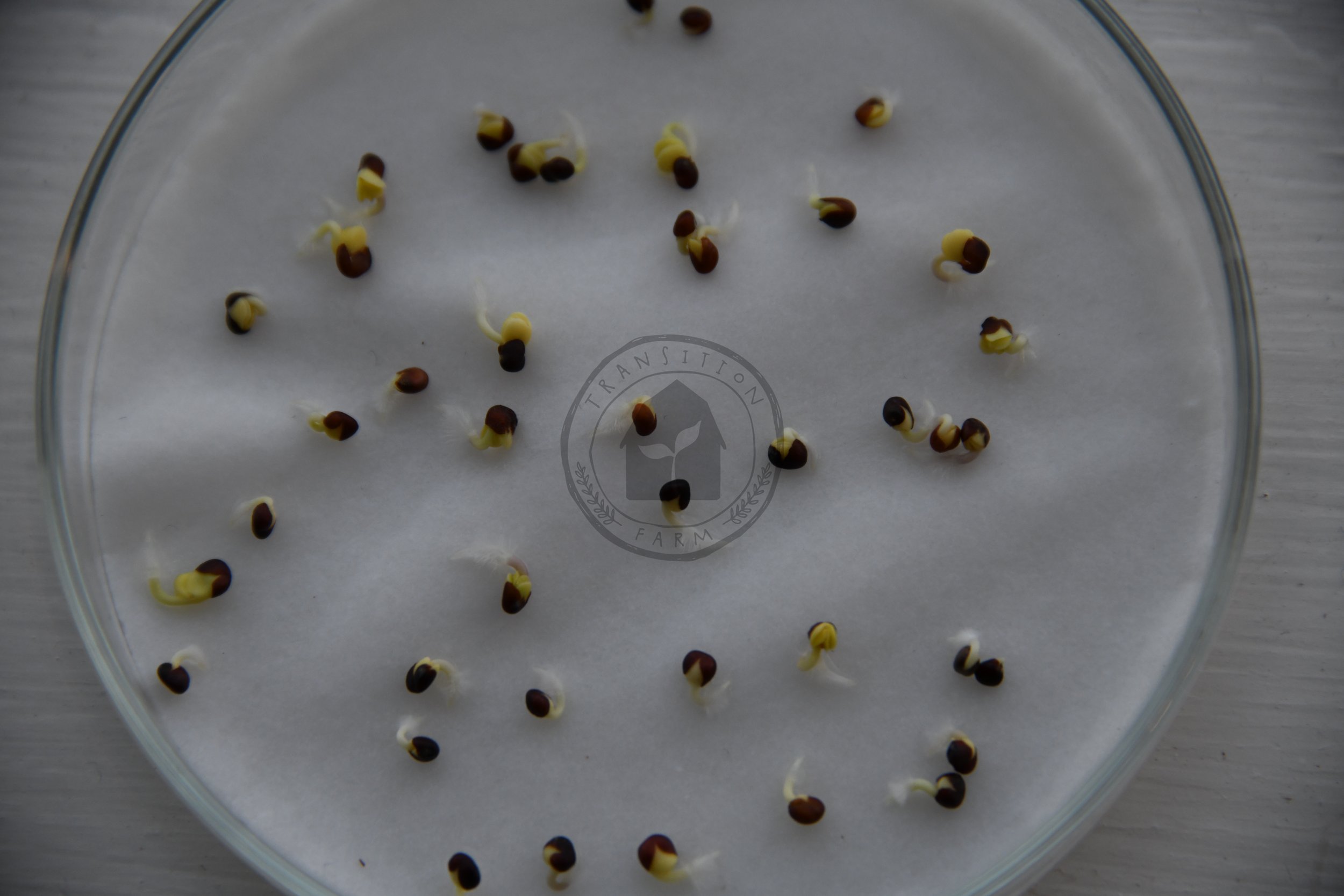 Piracicaba Broccoli seed germination test 