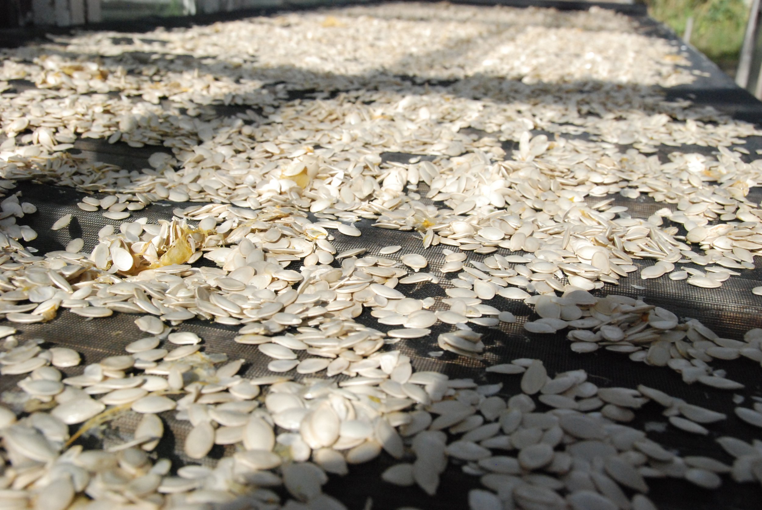 Cocozelle Zucchini seed drying in glasshouse