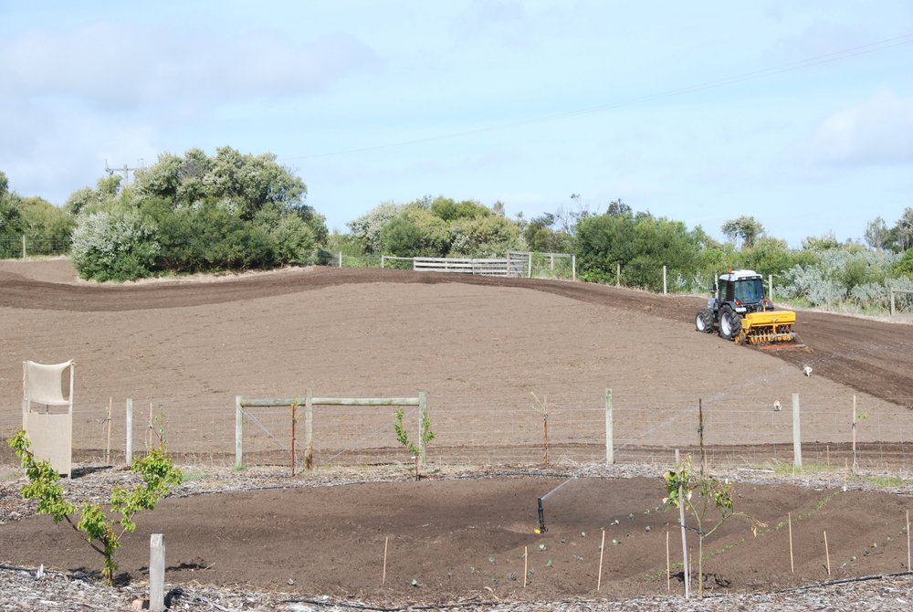 Oct 2011 Looking east up front paddock - another green manure