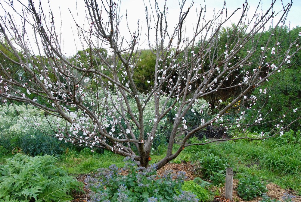 September 2017 Apricot tree in bloom