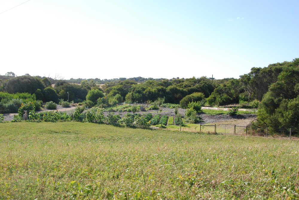 Jan 2012 Looking west down the front paddock - another green manure crop in the main paddock, trees settling in