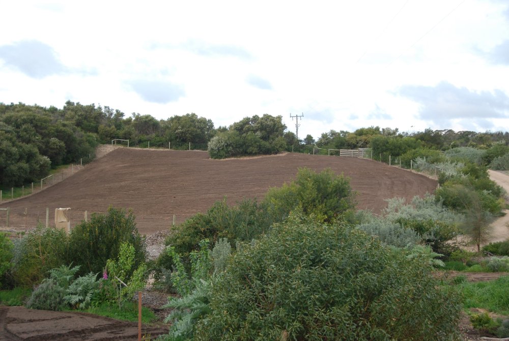 Oct 2011 Looking east from south west corner - native plantings taking form