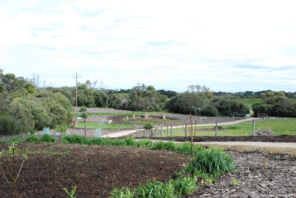 Front paddock looking north west 3rd green manure crop Sept 2009