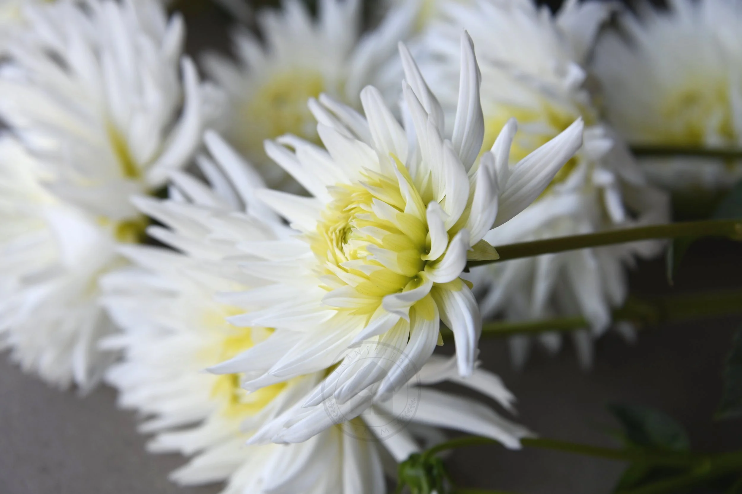 whitecactus8.jpg