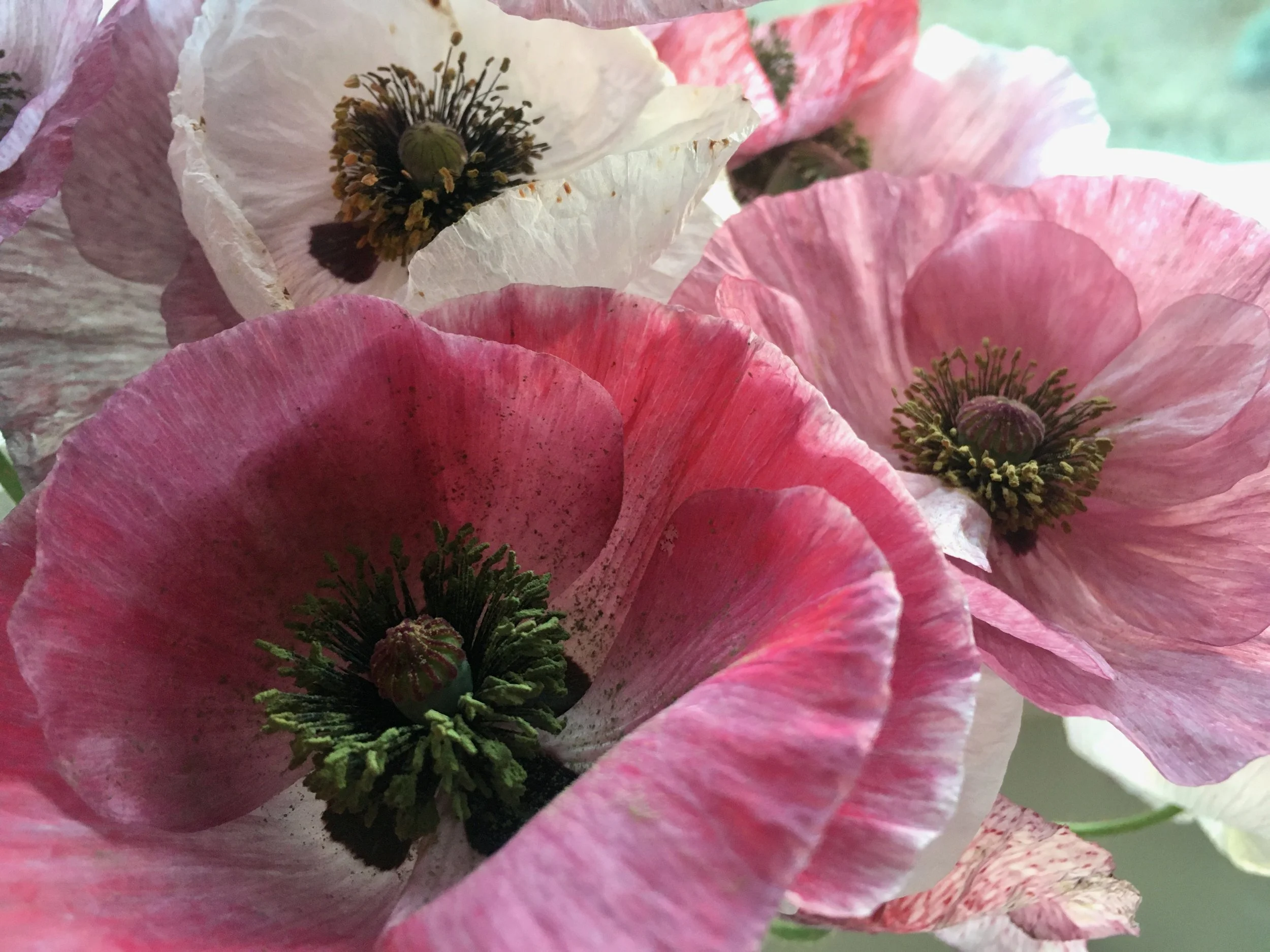 Growing Poppies! Step by Step Guide — Transition Farm